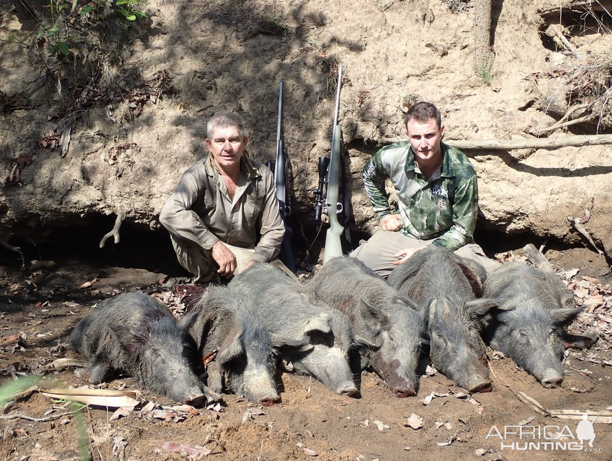 Bushpig Hunting