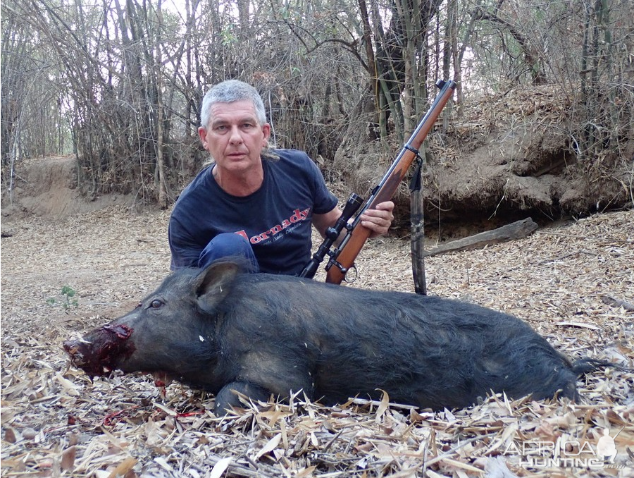 Bushpig Hunting