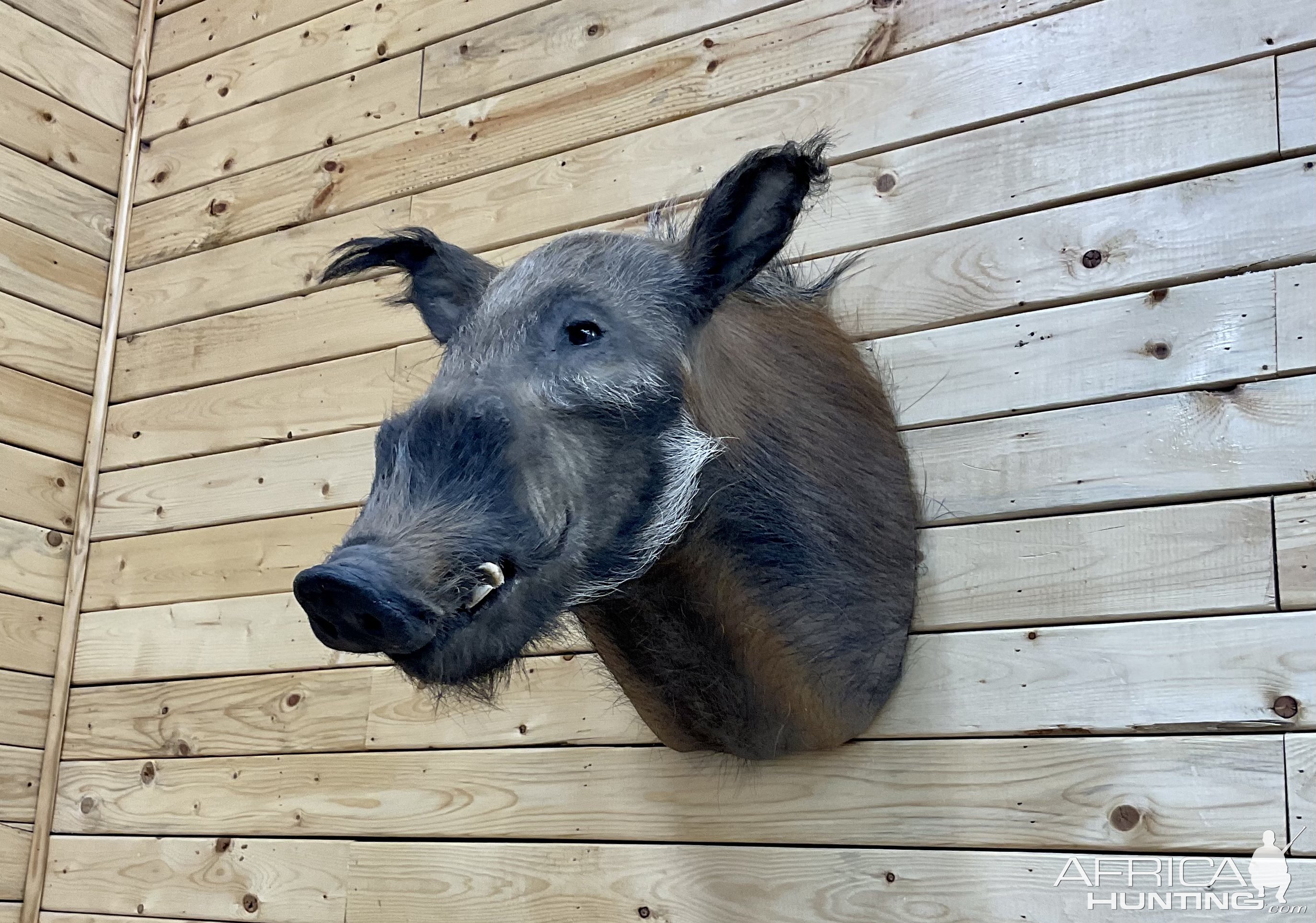 Bushpig Shoulder Mount Taxidermy