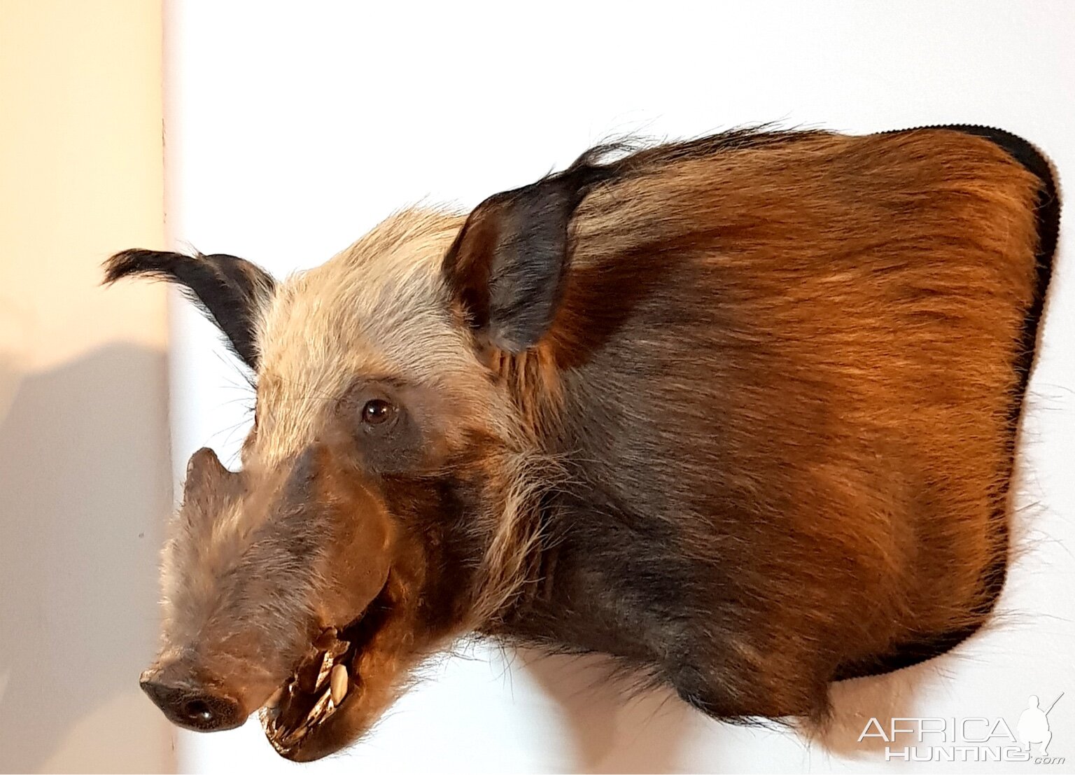 Bushpig Shoulder Mount Taxidermy