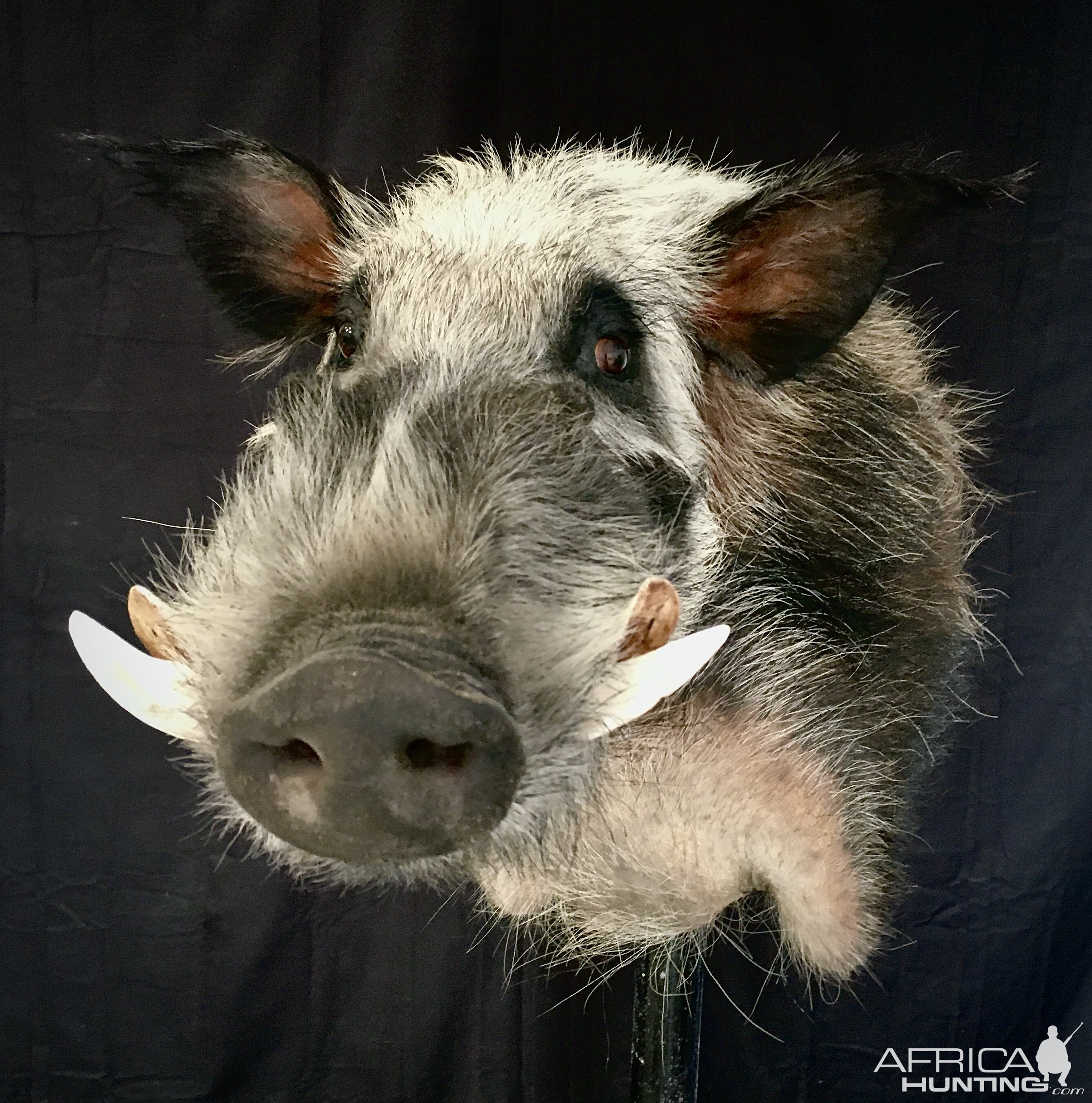 Bushpig Wall Pedestal Mount Taxidermy