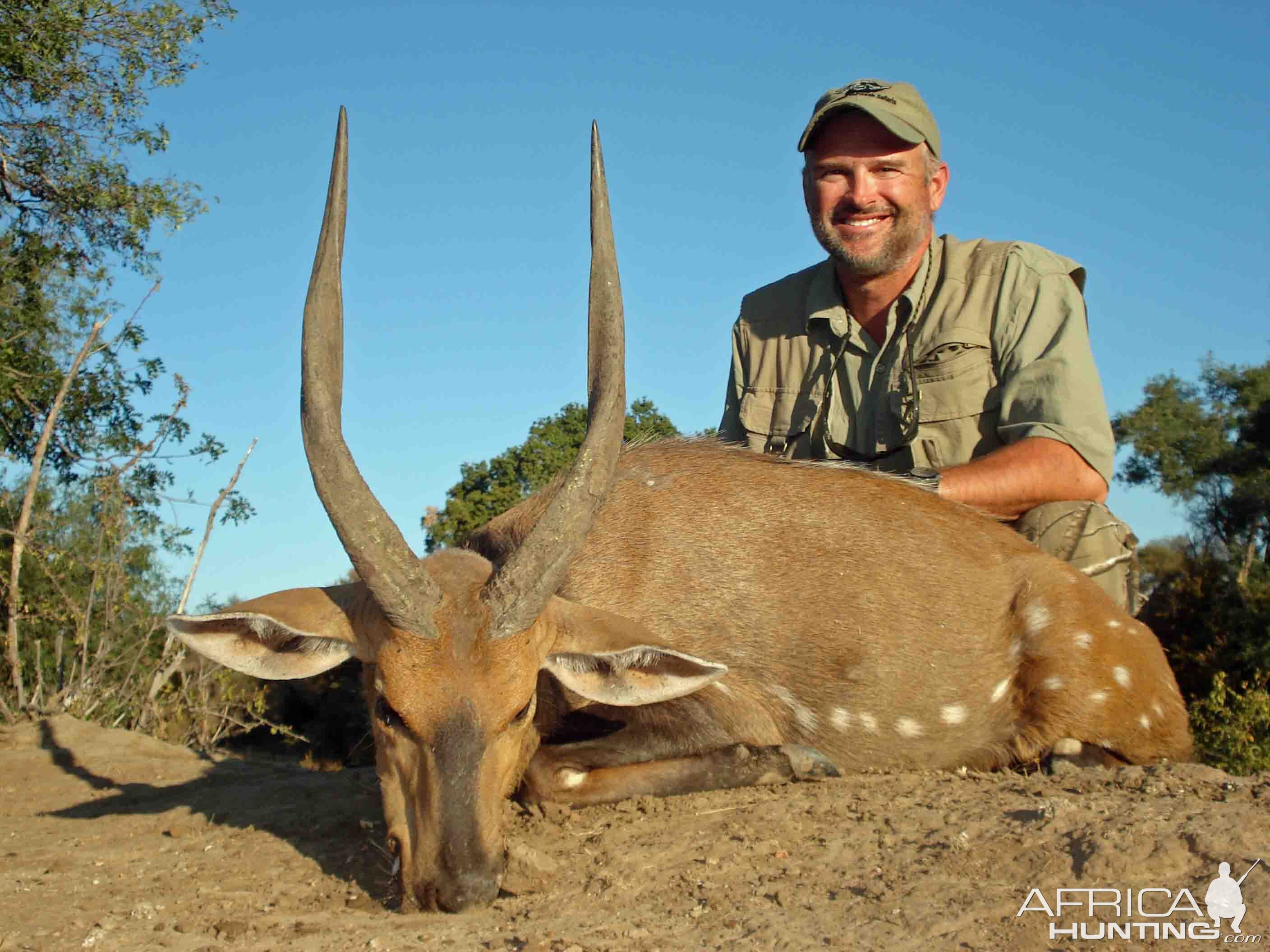 Bushy Bushbuck