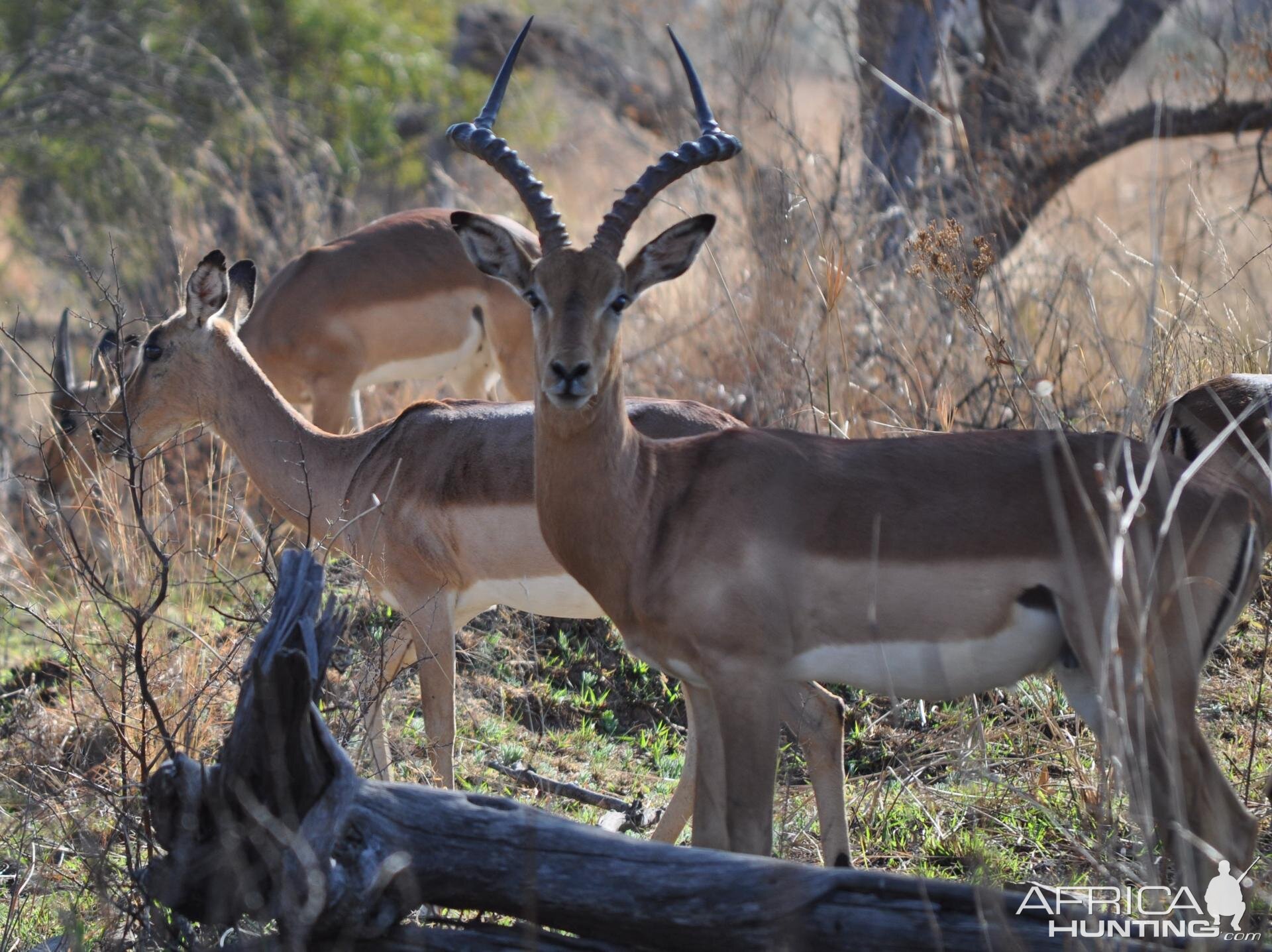 Busted by an Impala ram