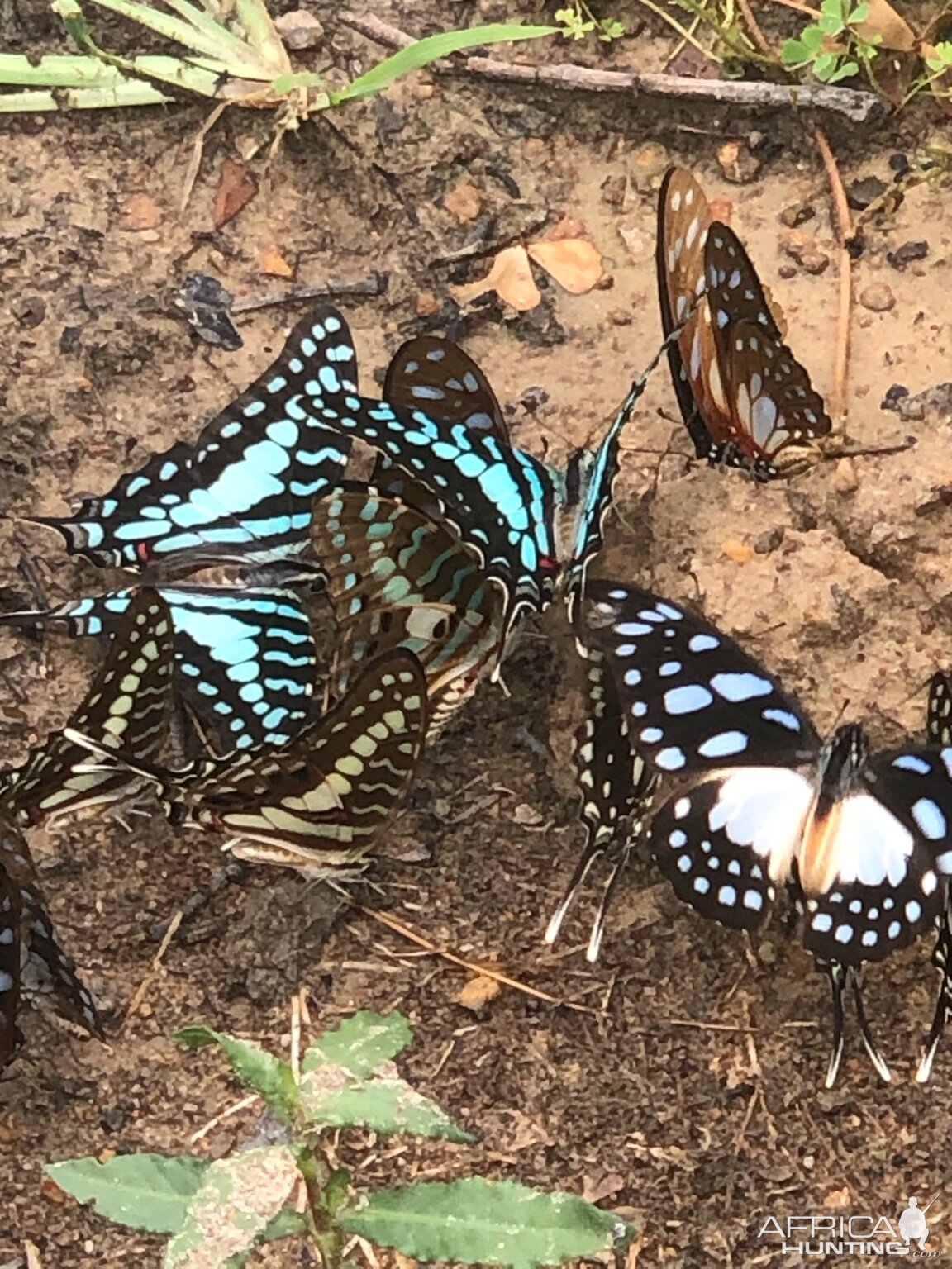 Butterflies Zimbabwe
