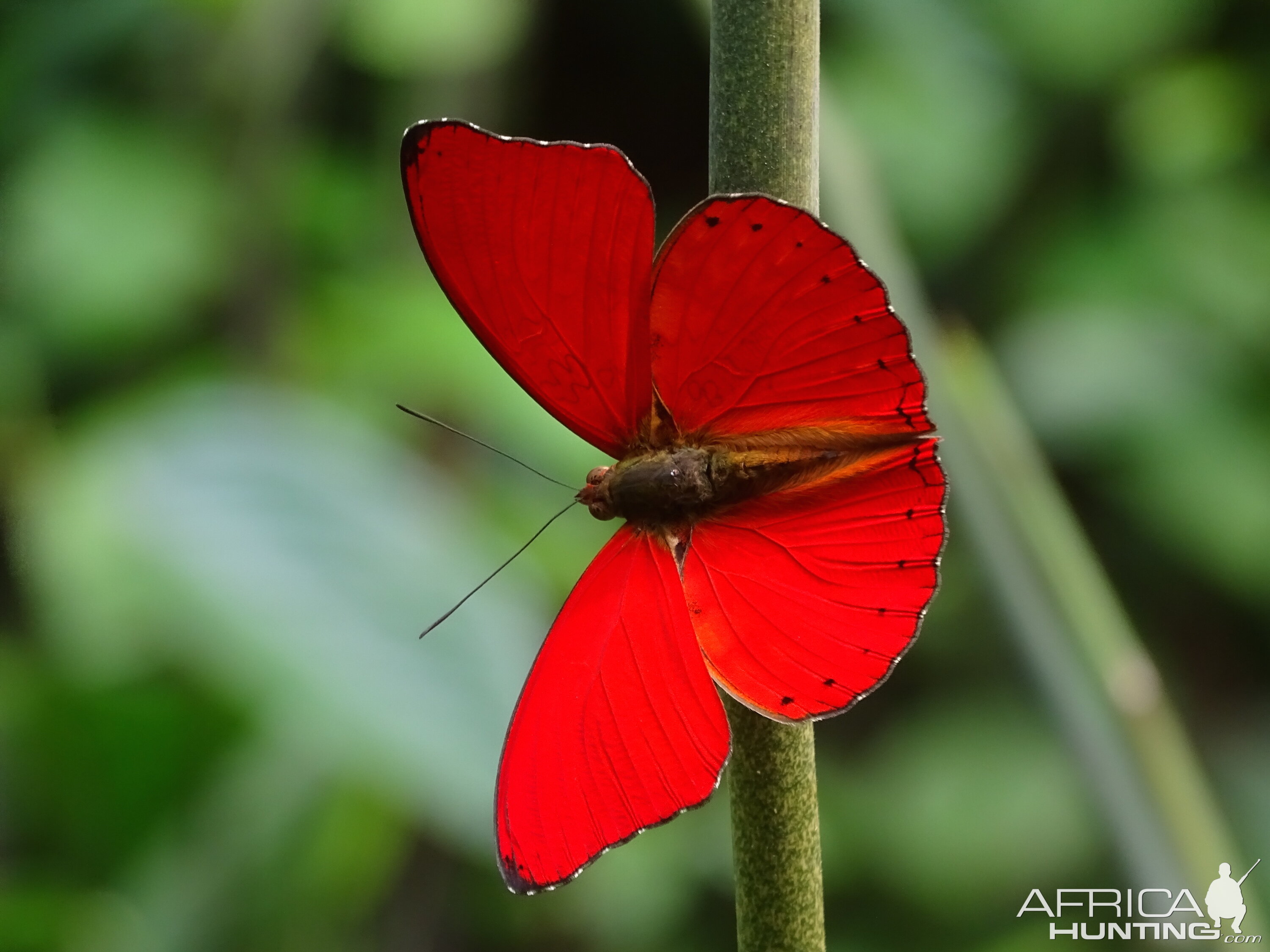 Butterfliy Congo