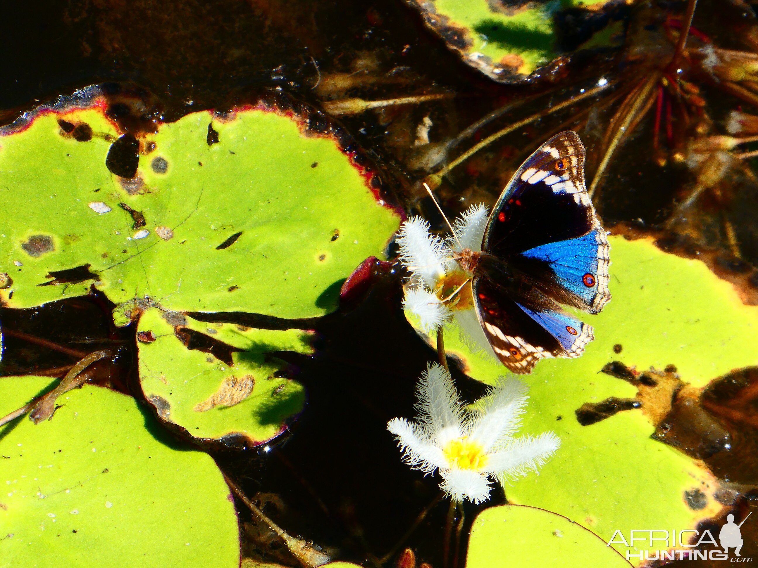 Butterfly Australia