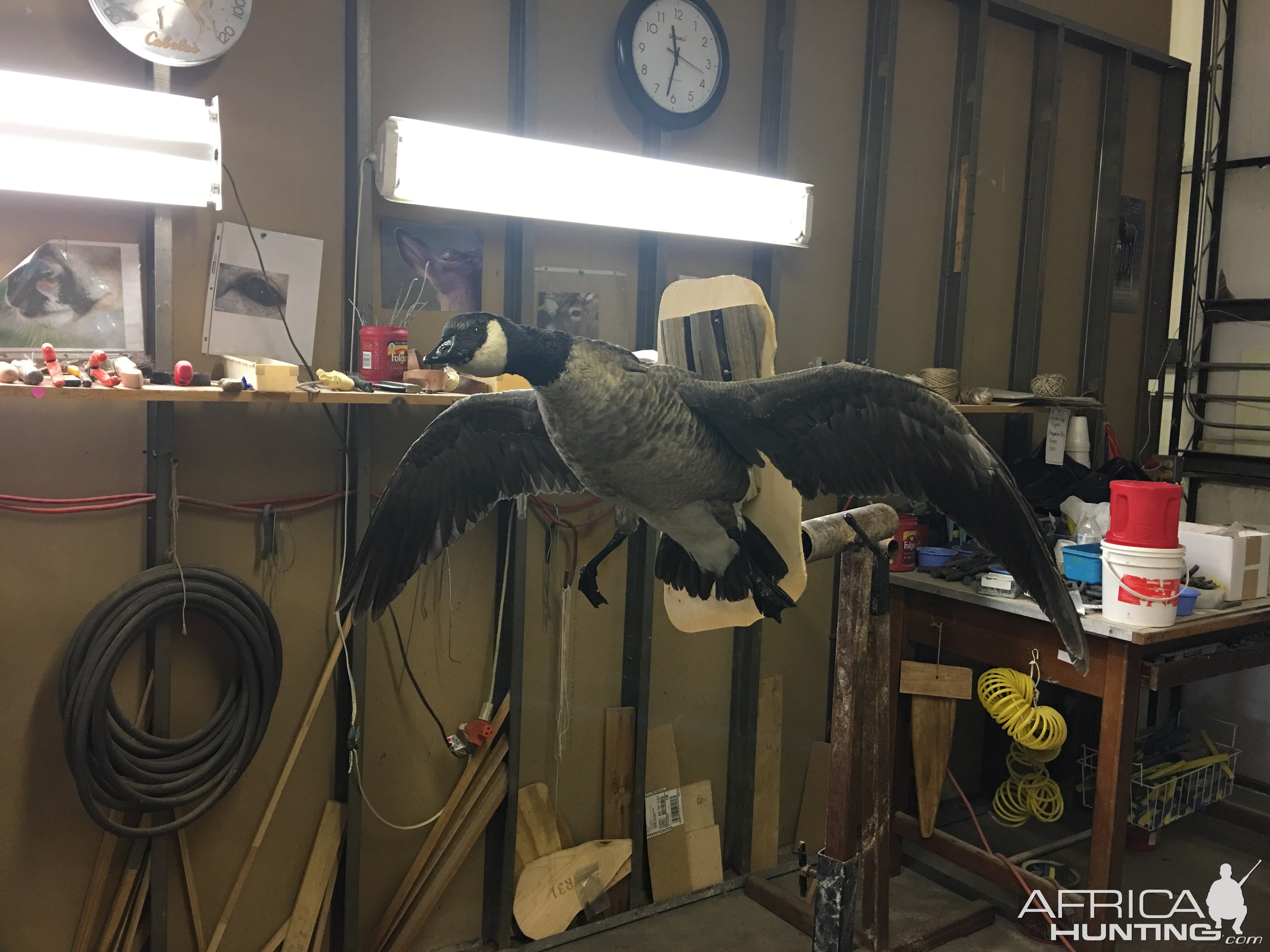 Cackling Goose Full Mount Taxidermy