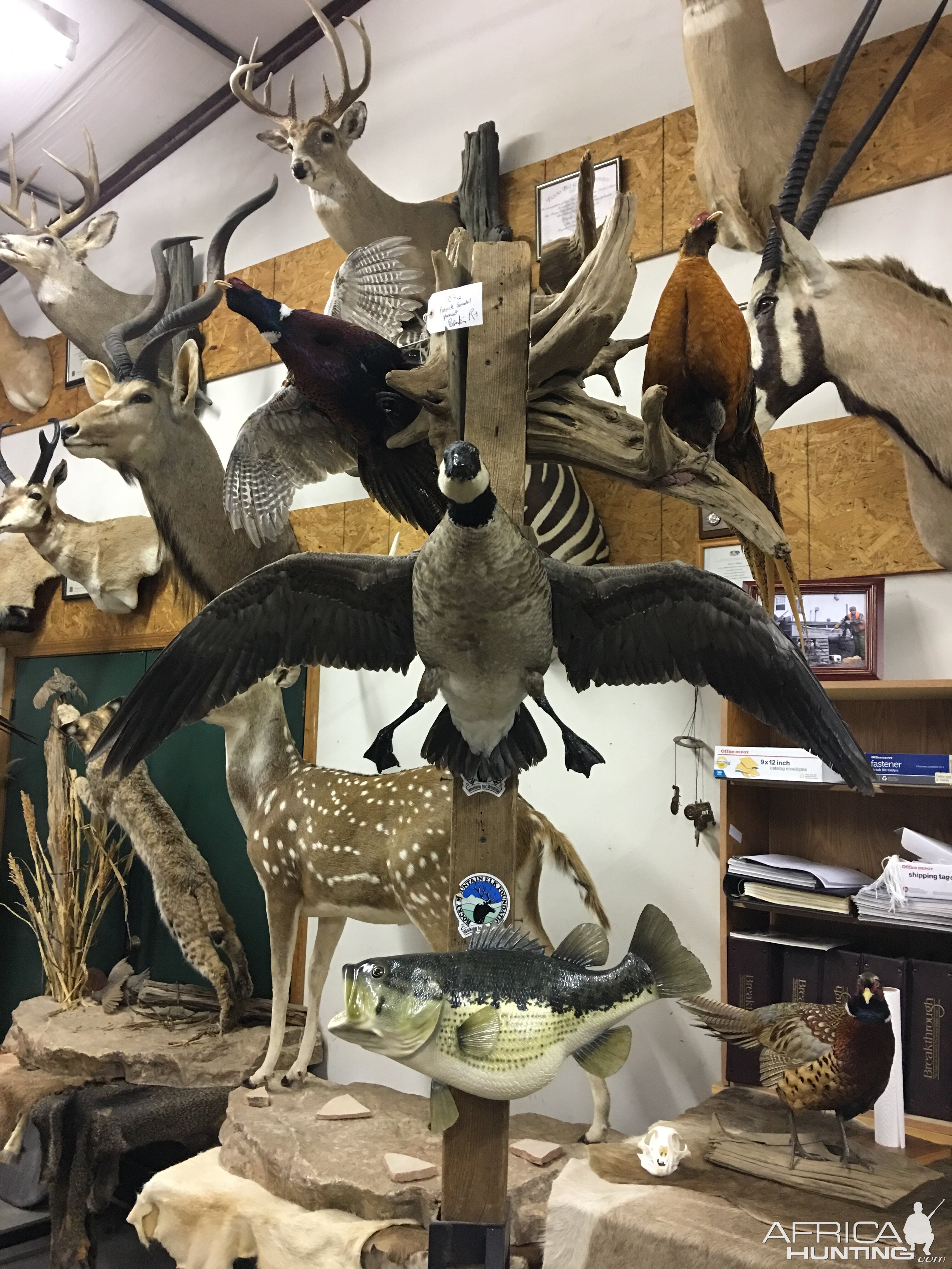 Cackling Goose Full Mount Taxidermy