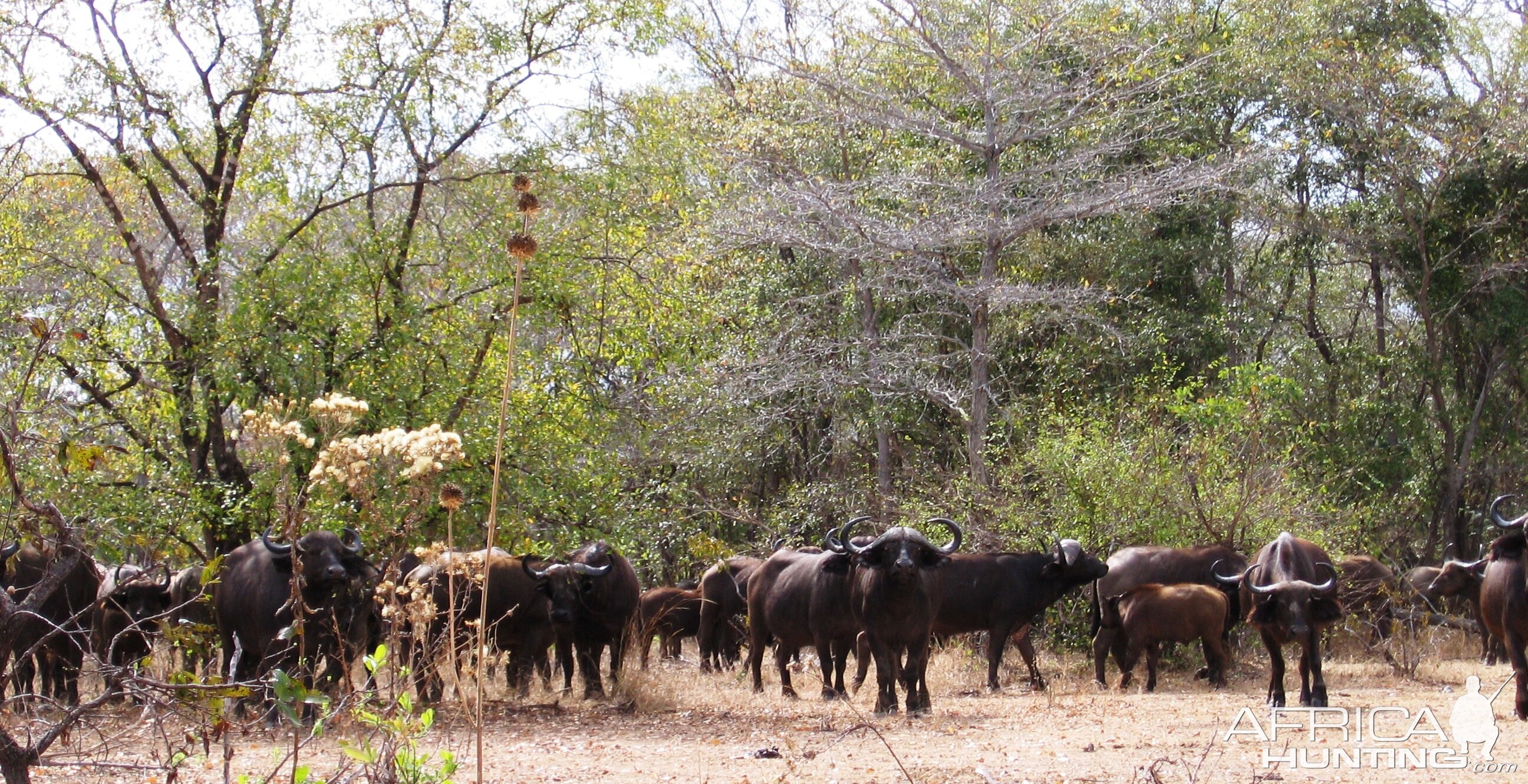 Calling buff in Tanzania