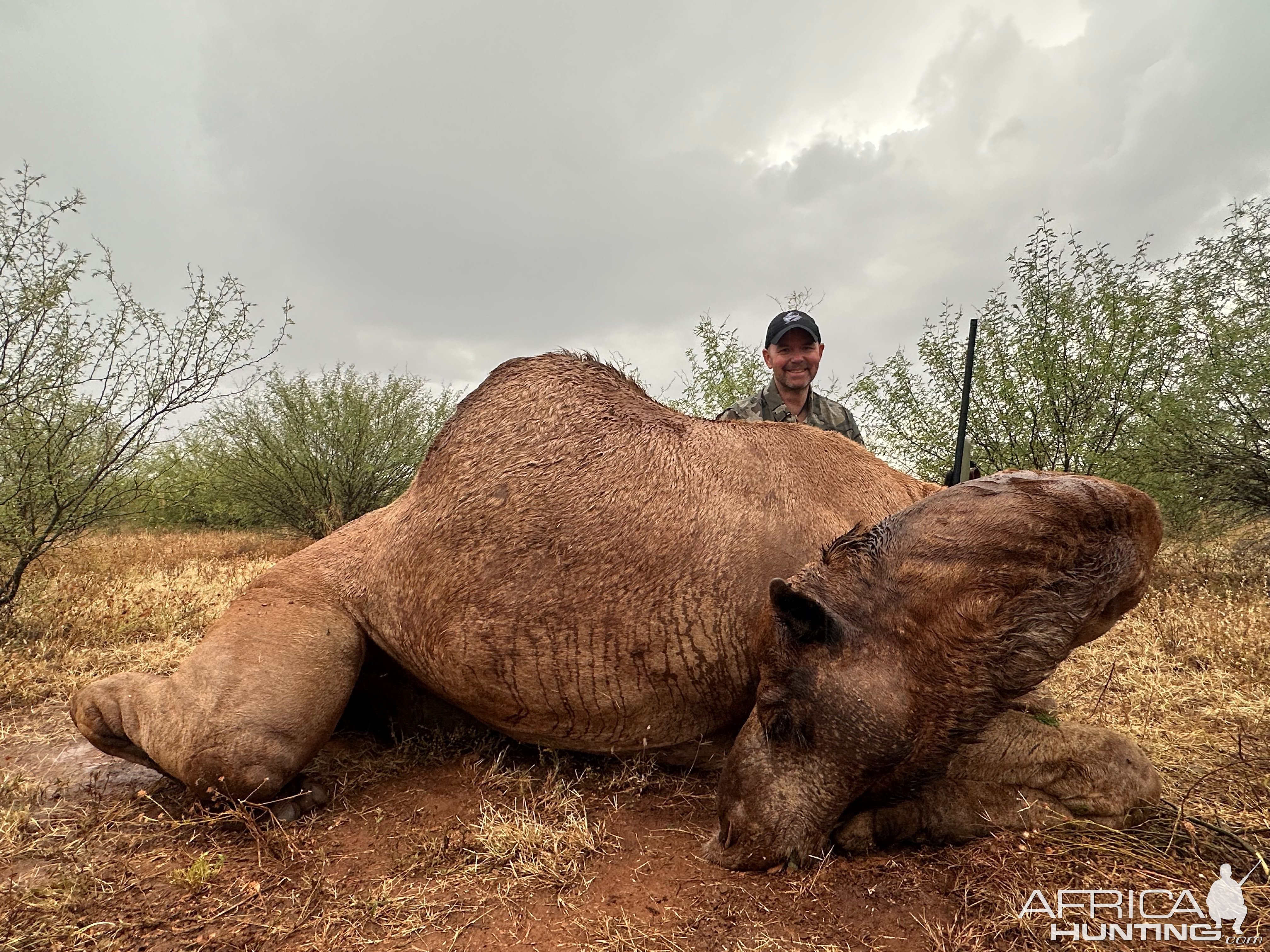 Camel Hunt Australia
