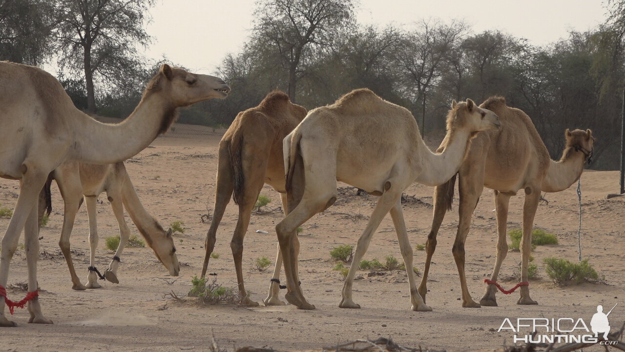 Camels United Arab Emirates