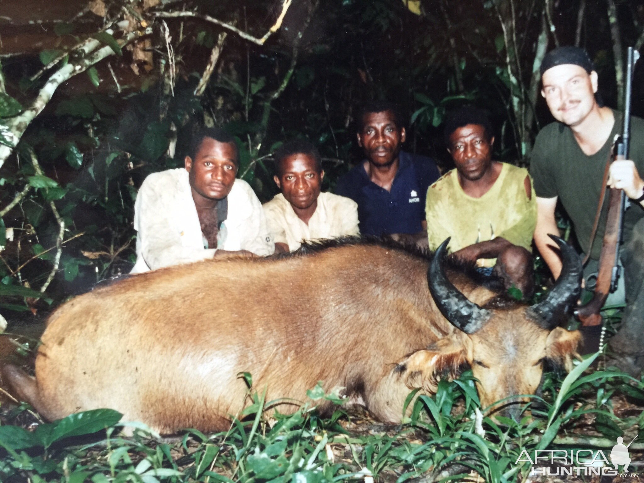 Cameroon Hunting Dwarf Forest Buffalo