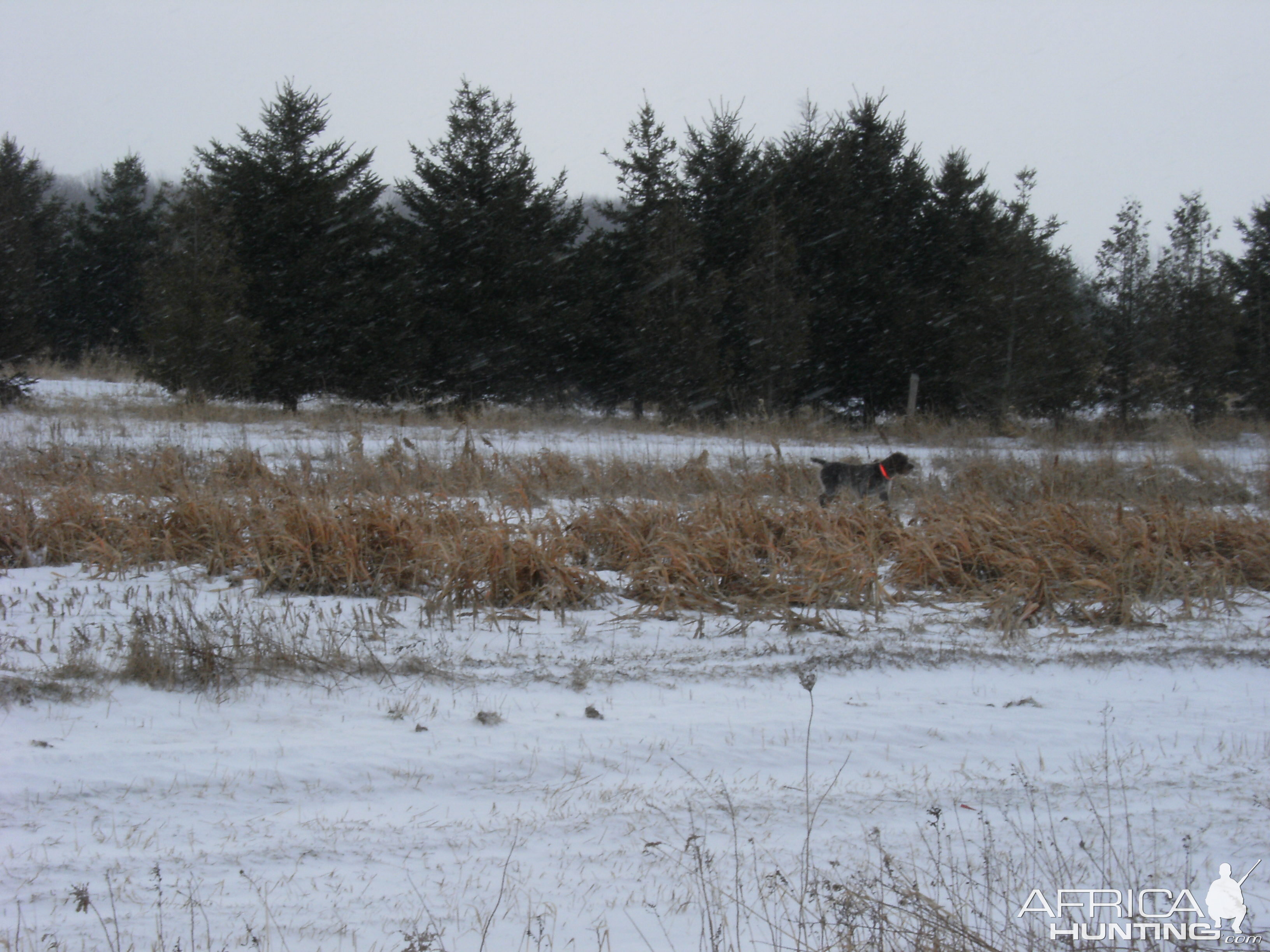 Canada Bird Hunting