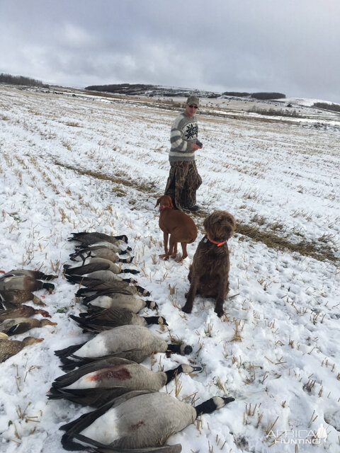 Canada Hunt Duck & Geese