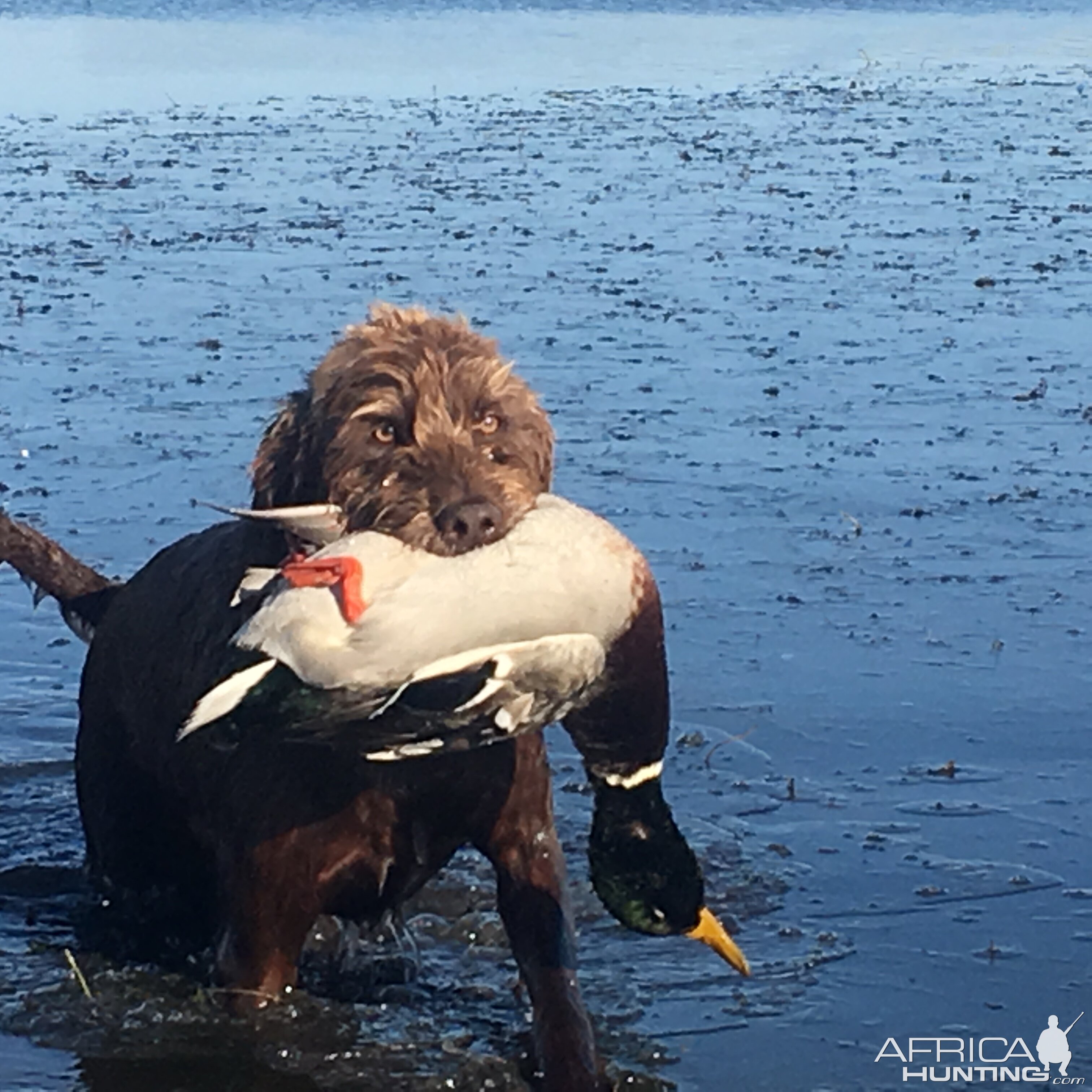 Canada Hunt Duck