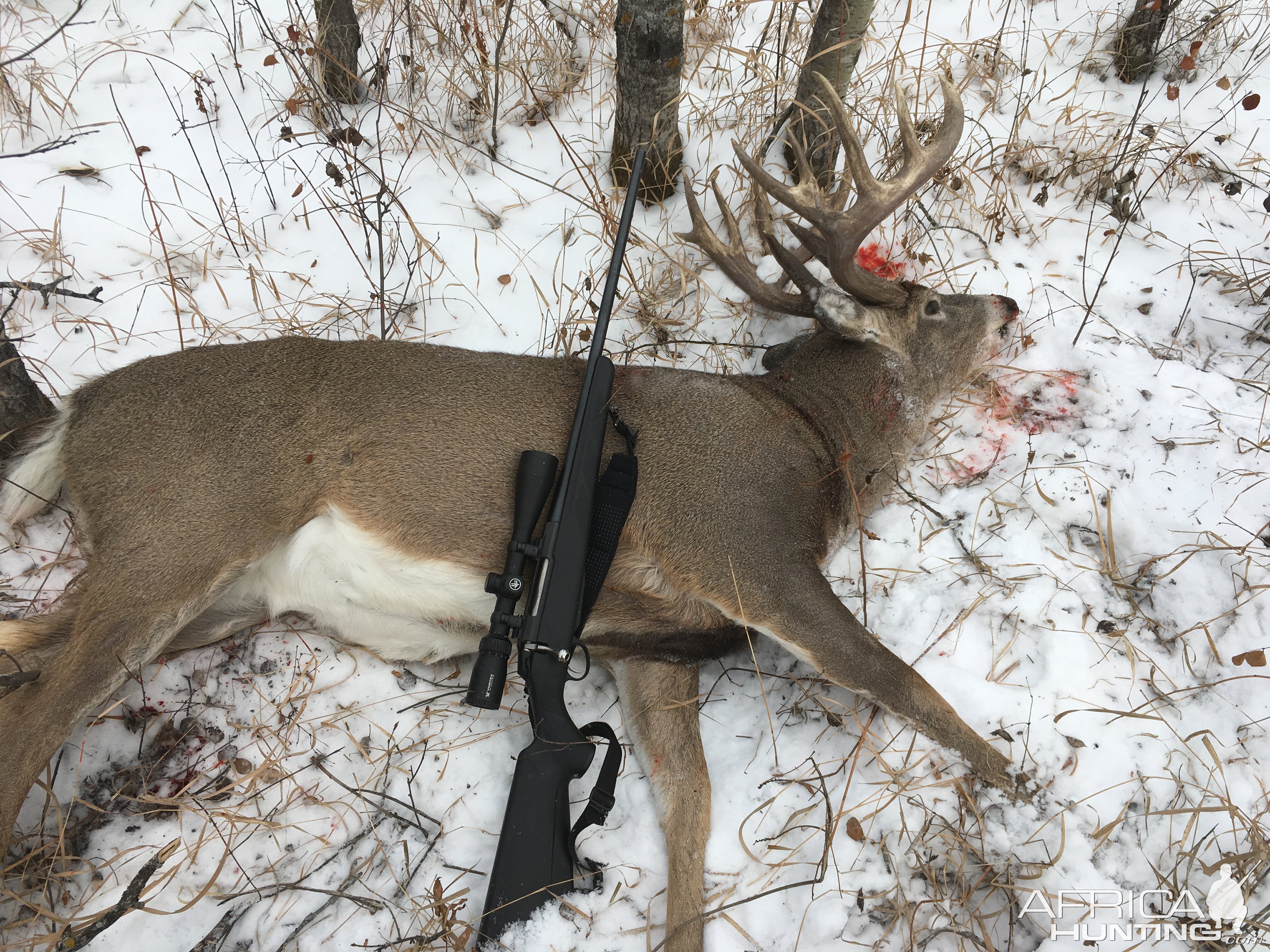 Canada Hunt White-tailed Deer