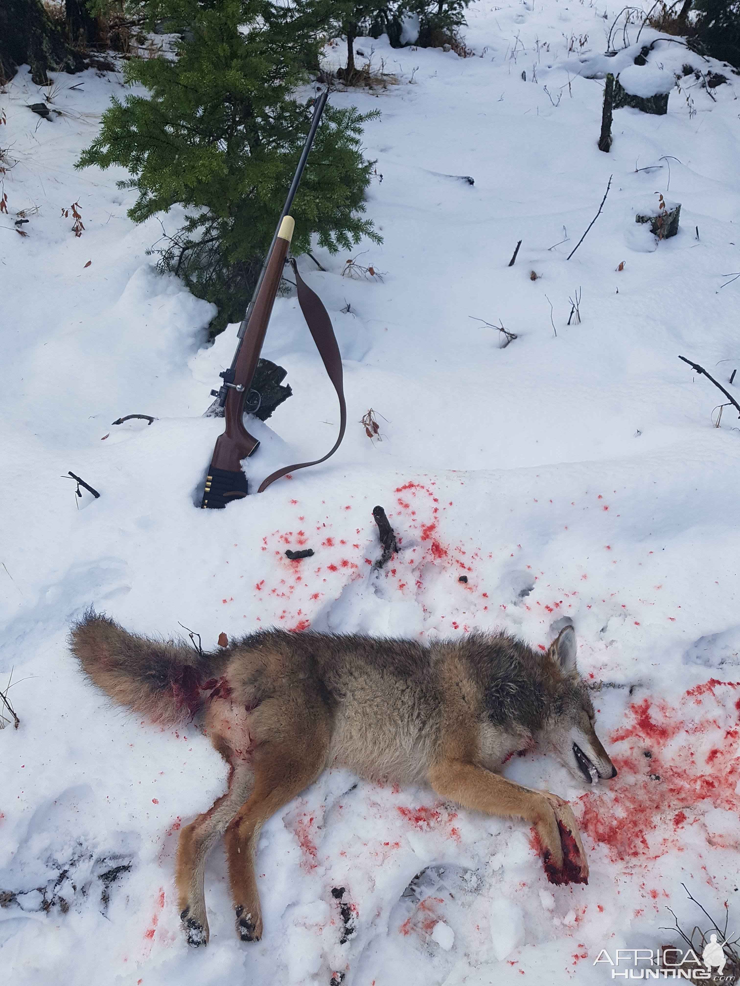 Canadian Coyote Hunt