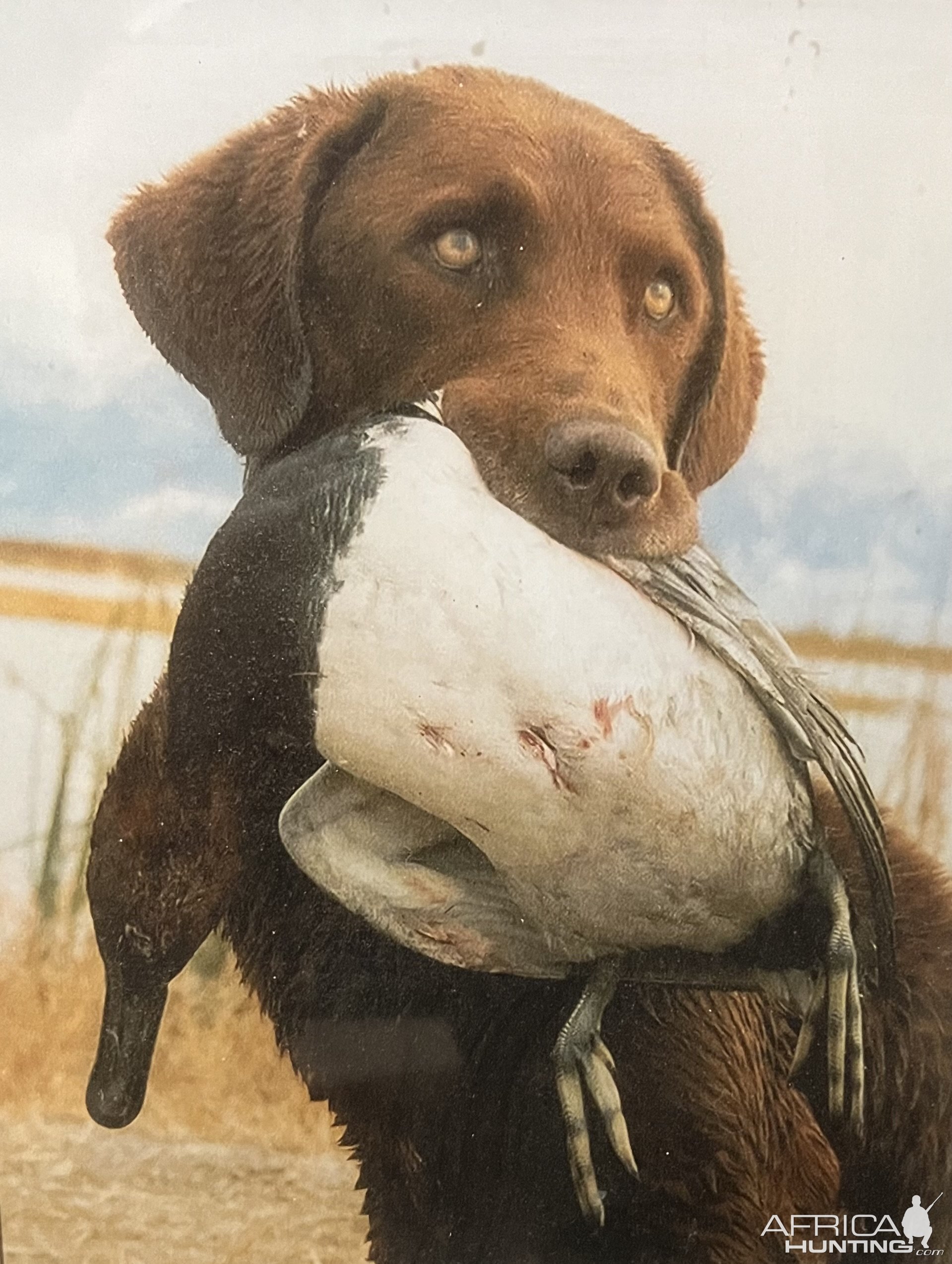 Canvasback Duck Hunting