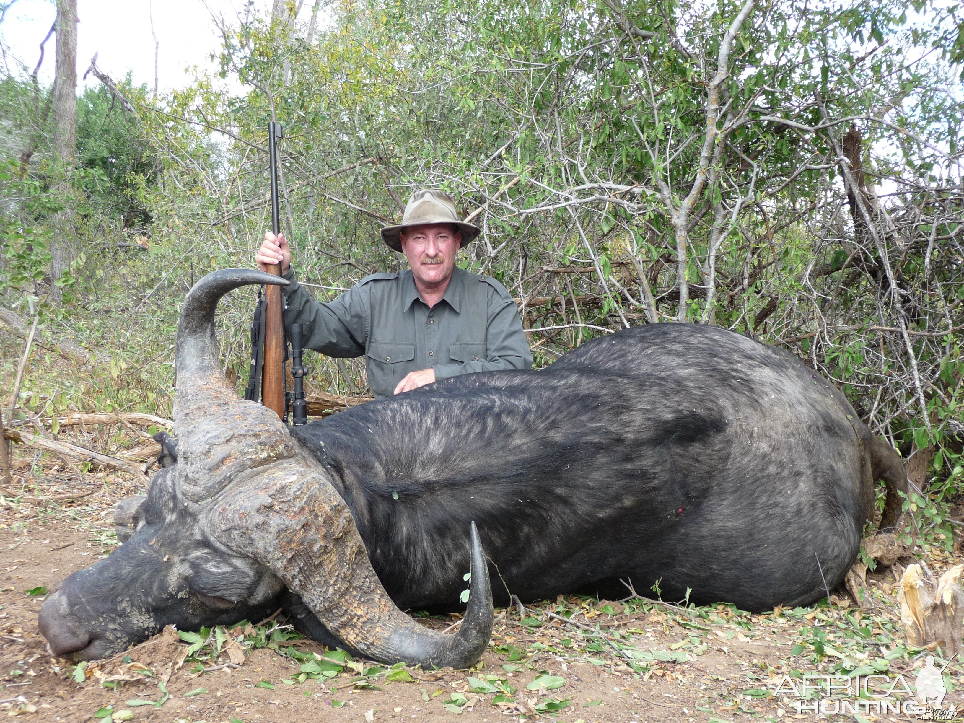 Cape Buffalo 2 Zim 2010