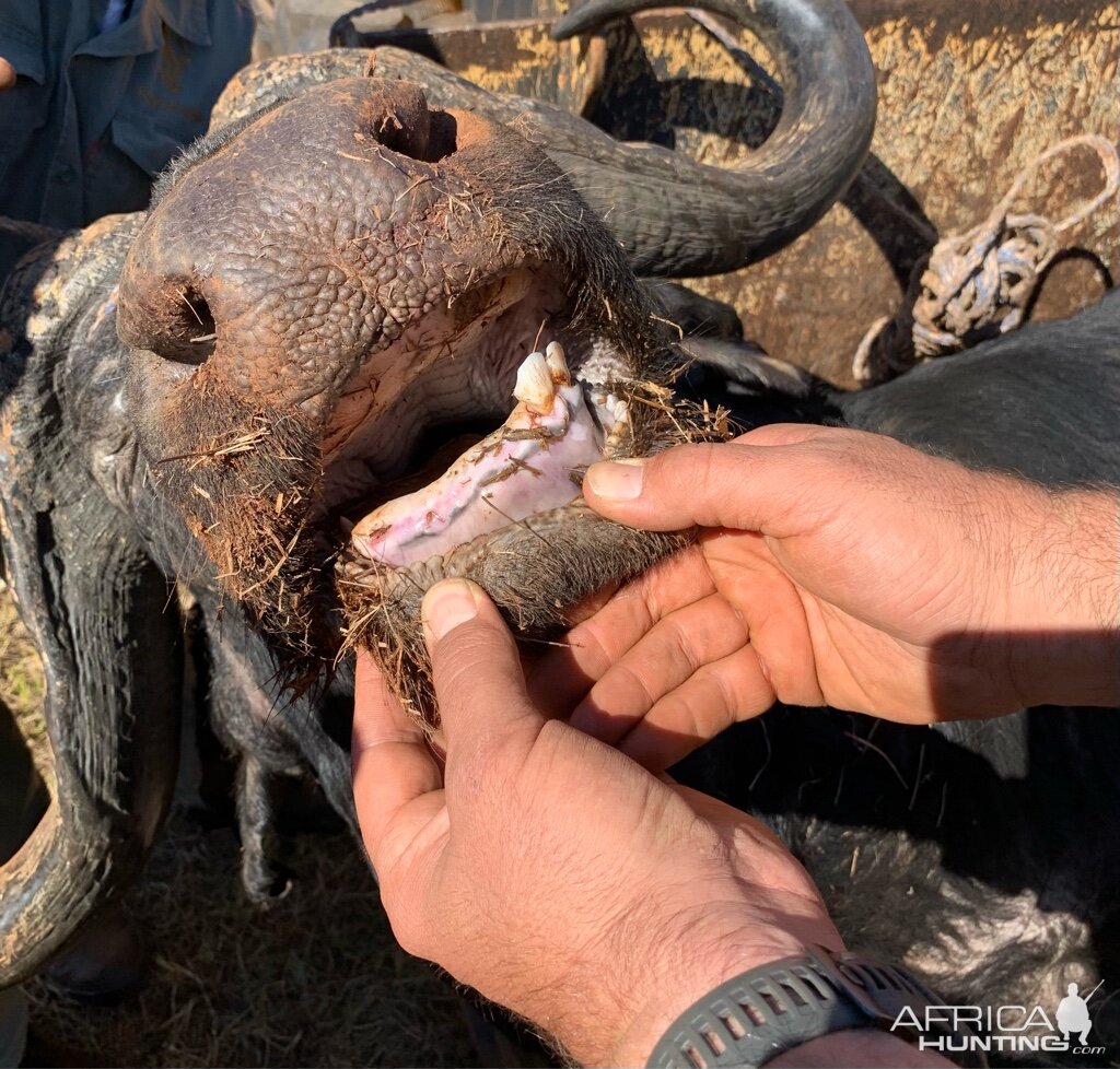 Cape Buffalo Bull Teeth South Africa