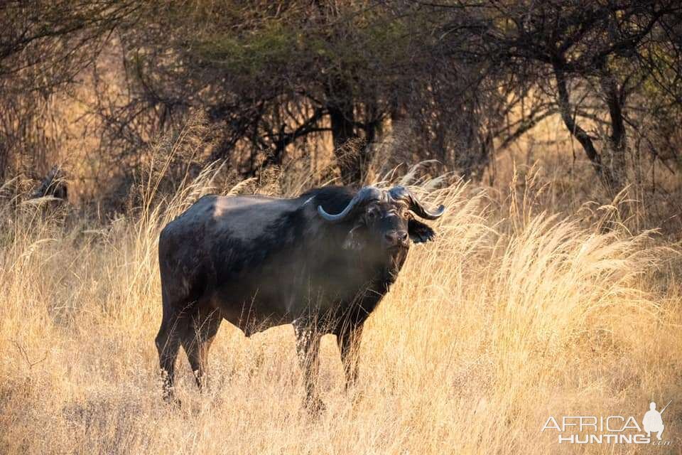 Cape Buffalo Bwabwata East Caprivi Namibia