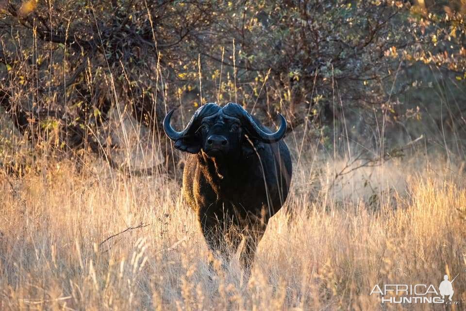 Cape Buffalo Bwabwata East Caprivi Namibia