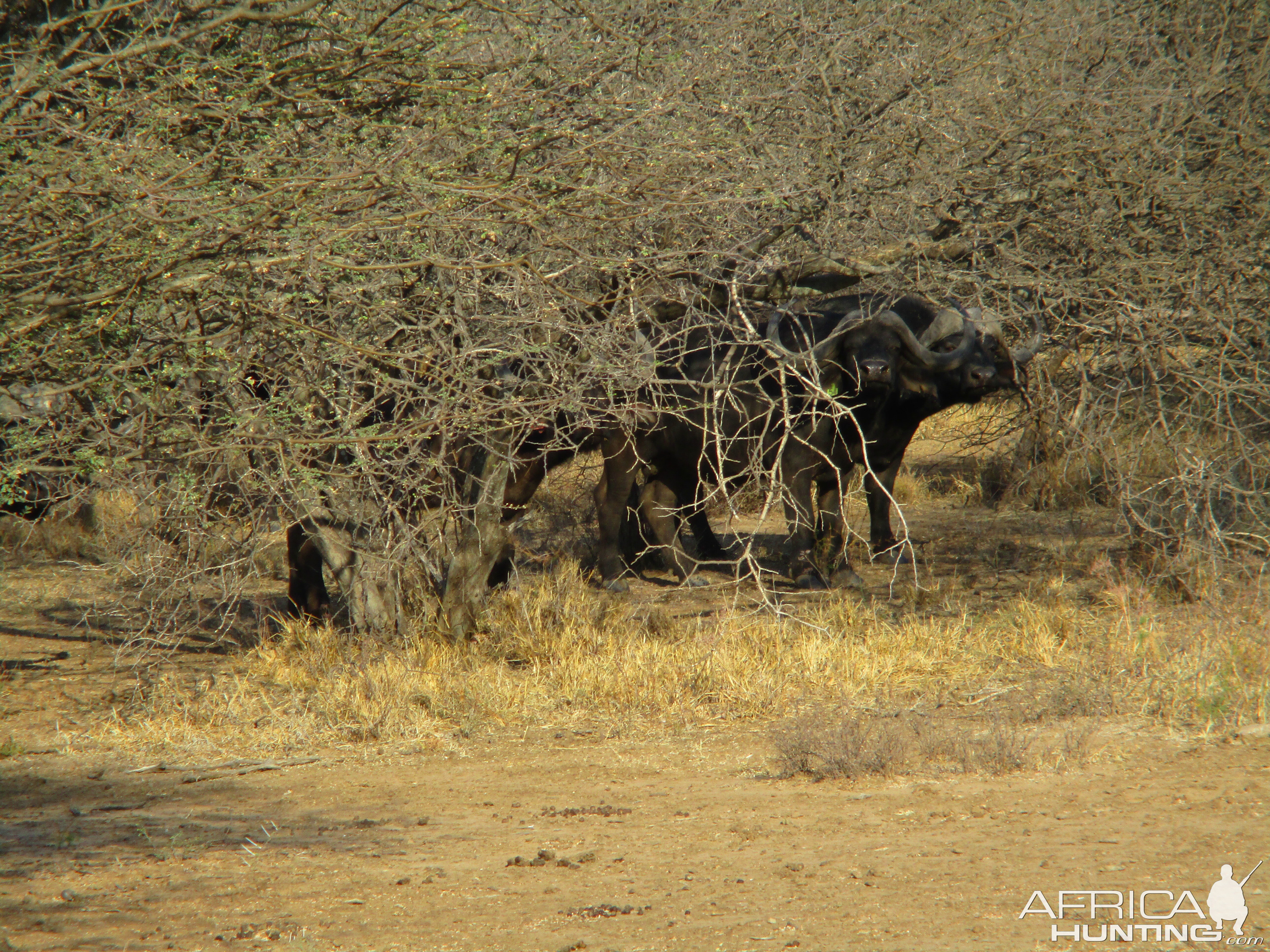 Cape Buffalo by the Crocodile River South Africa