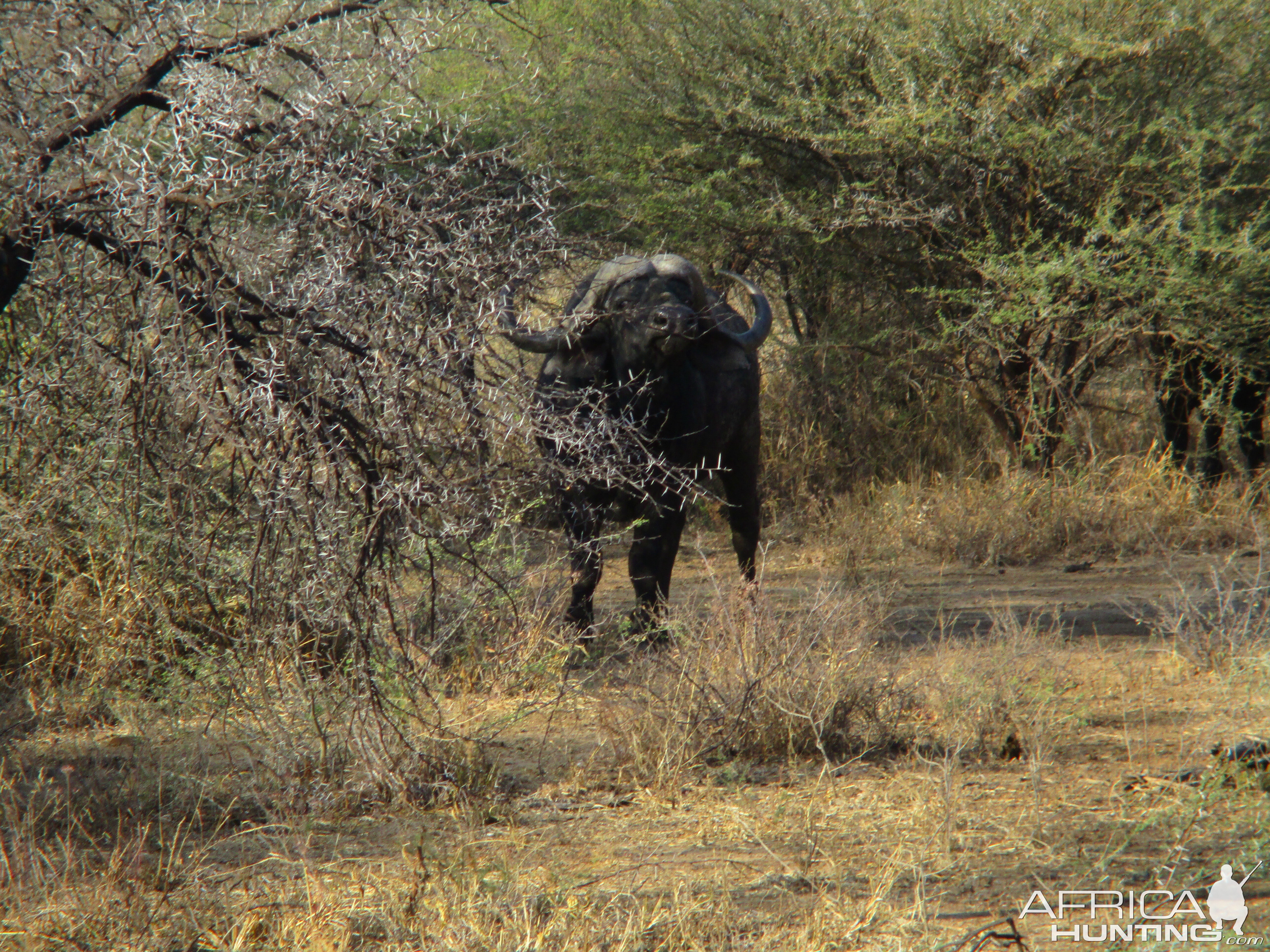 Cape Buffalo by the Crocodile River South Africa