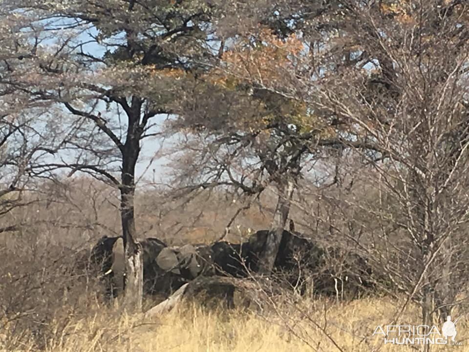 Cape Buffalo Caprivi/ Zambesi Region Namibia