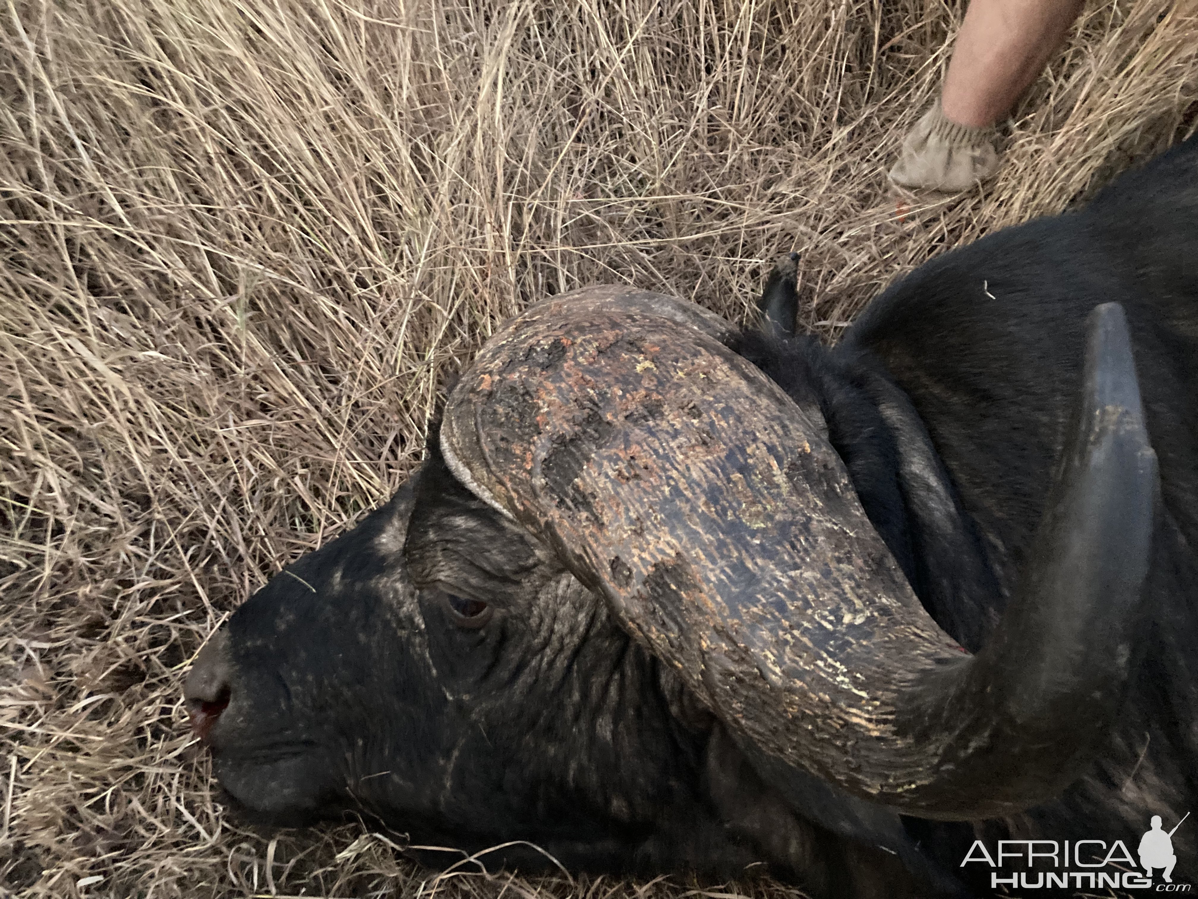 Cape Buffalo - Coutada 9 Mozambique