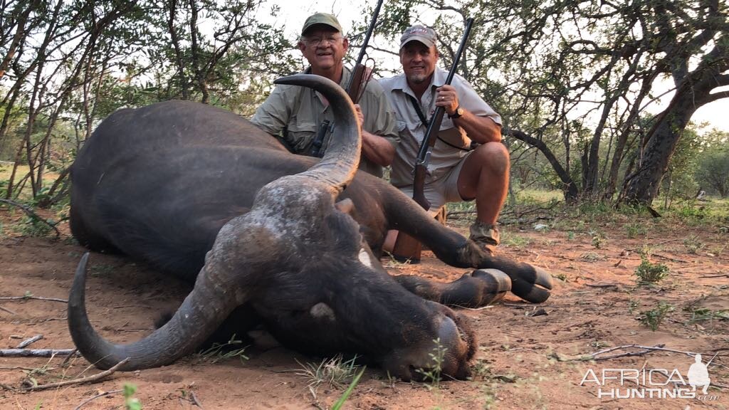 Cape Buffalo Cow Hunt in South Africa