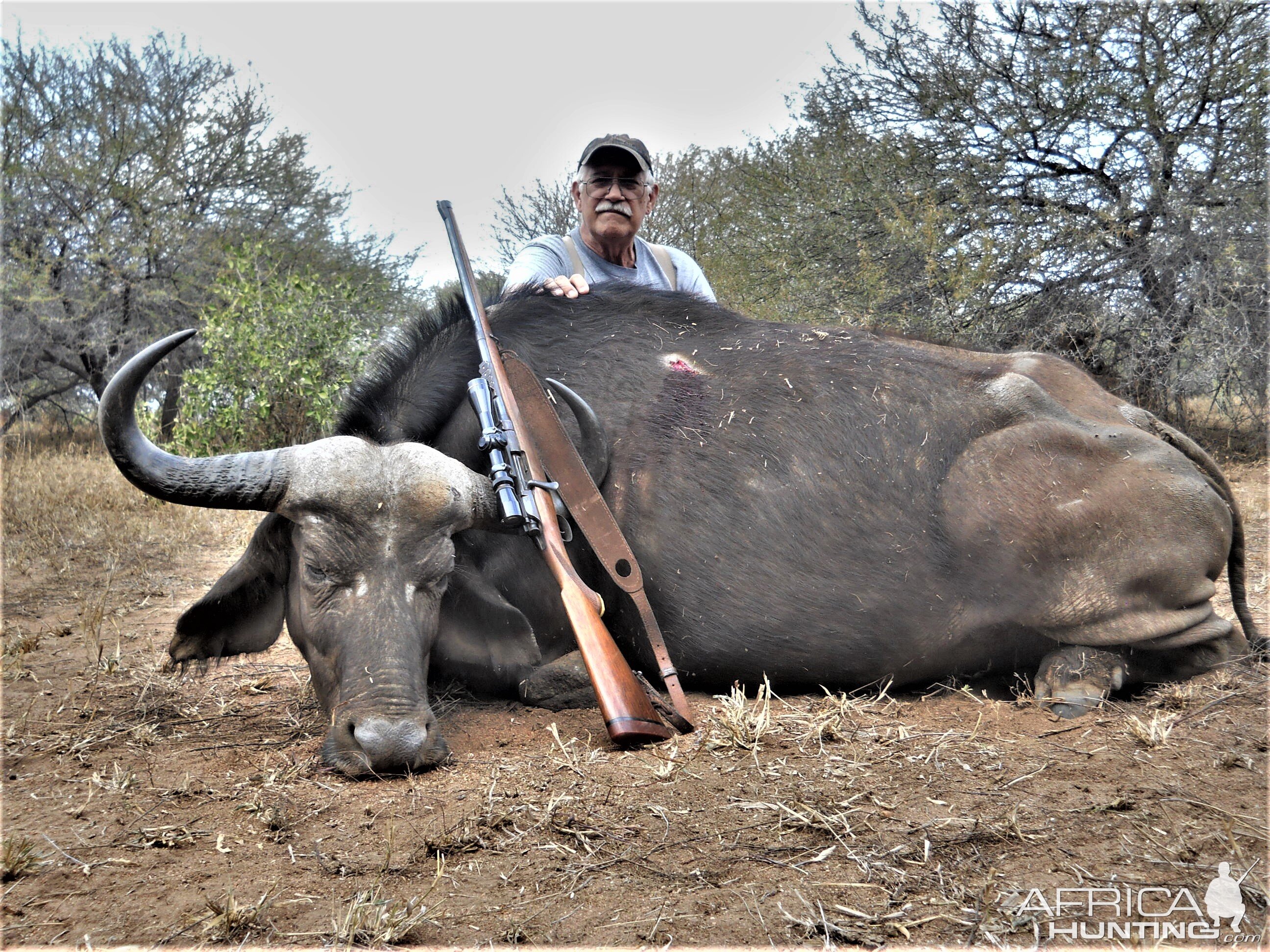 Cape Buffalo Cow | AfricaHunting.com