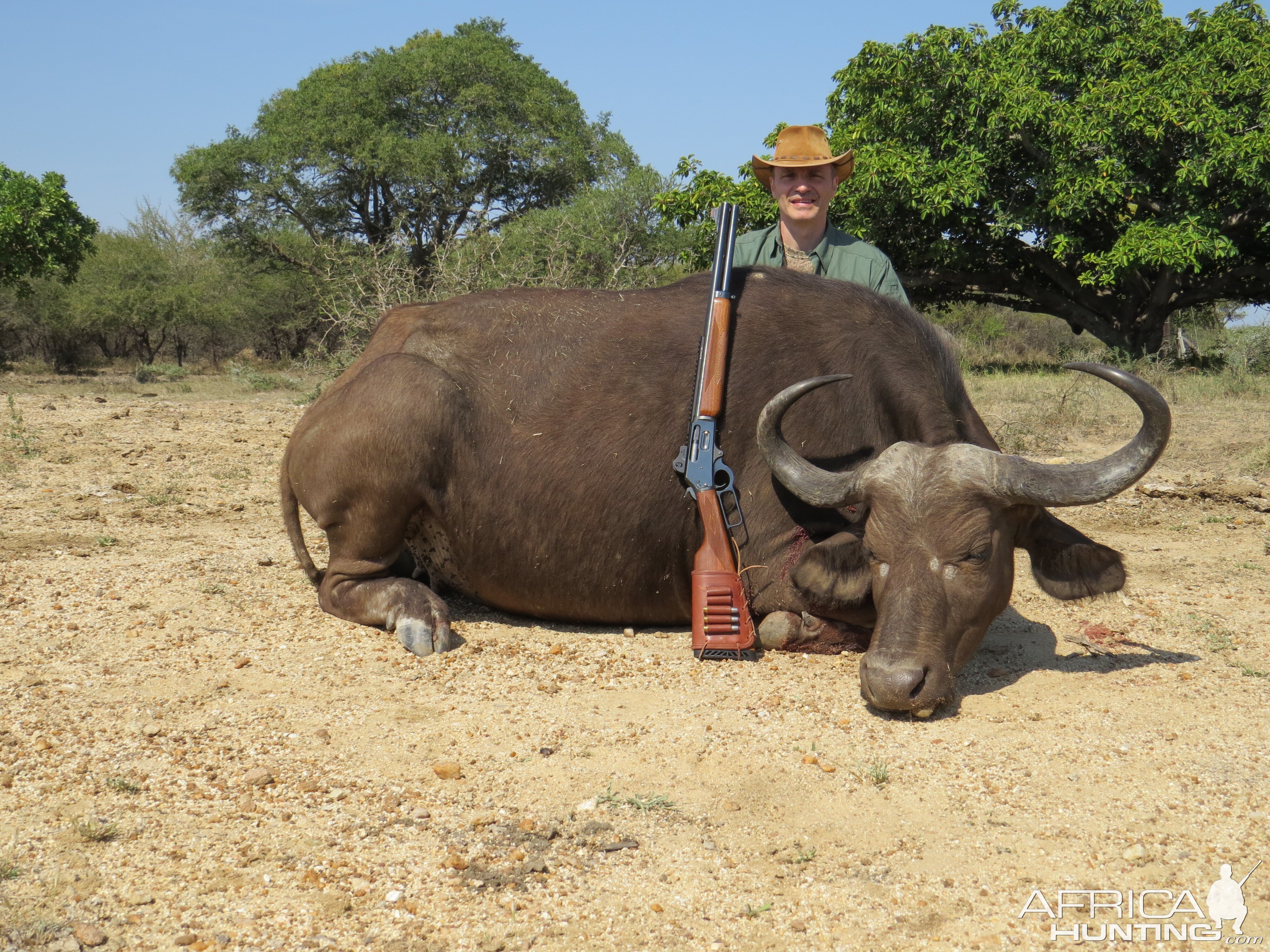 Buffalo Cow Hunting Namibia | AfricaHunting.com