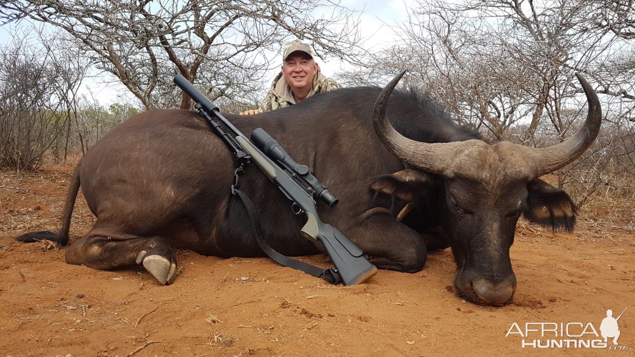 Cape Buffalo Cow Hunting South Africa