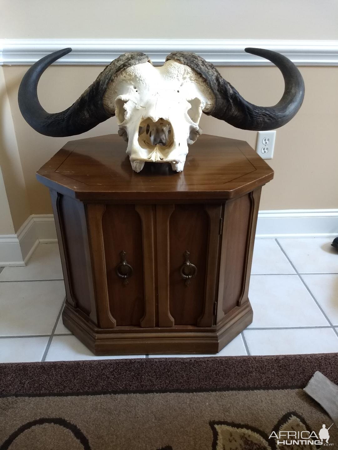 Cape Buffalo European Skull Mount Taxidermy