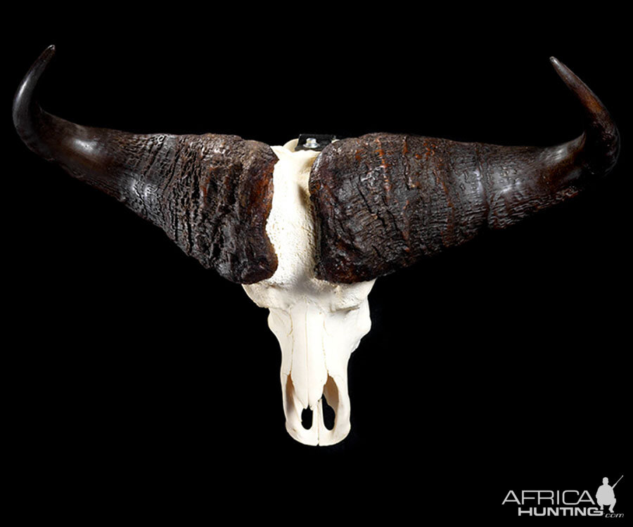 Cape Buffalo European Skull Mount