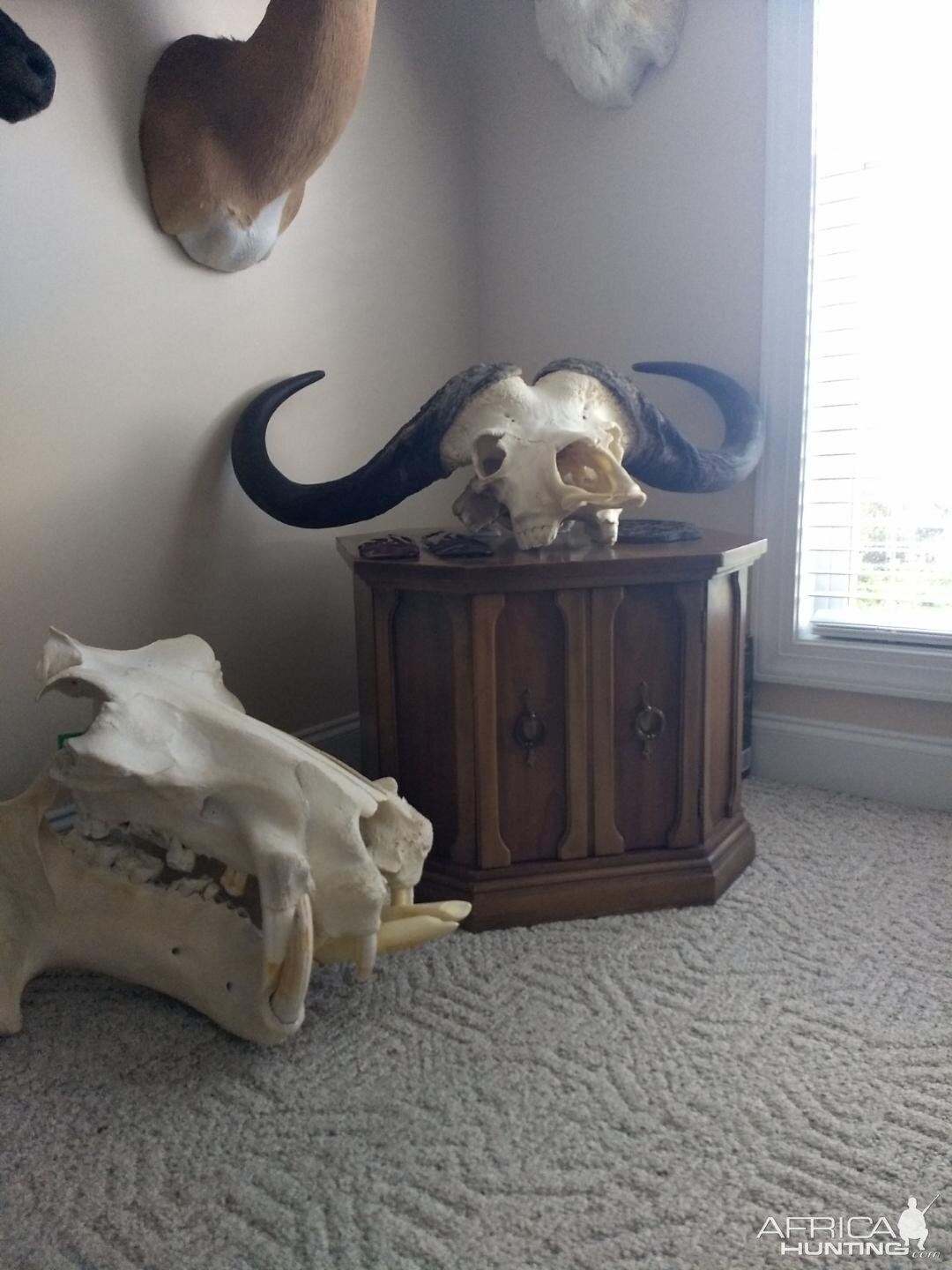 Cape Buffalo & European Skull Mount