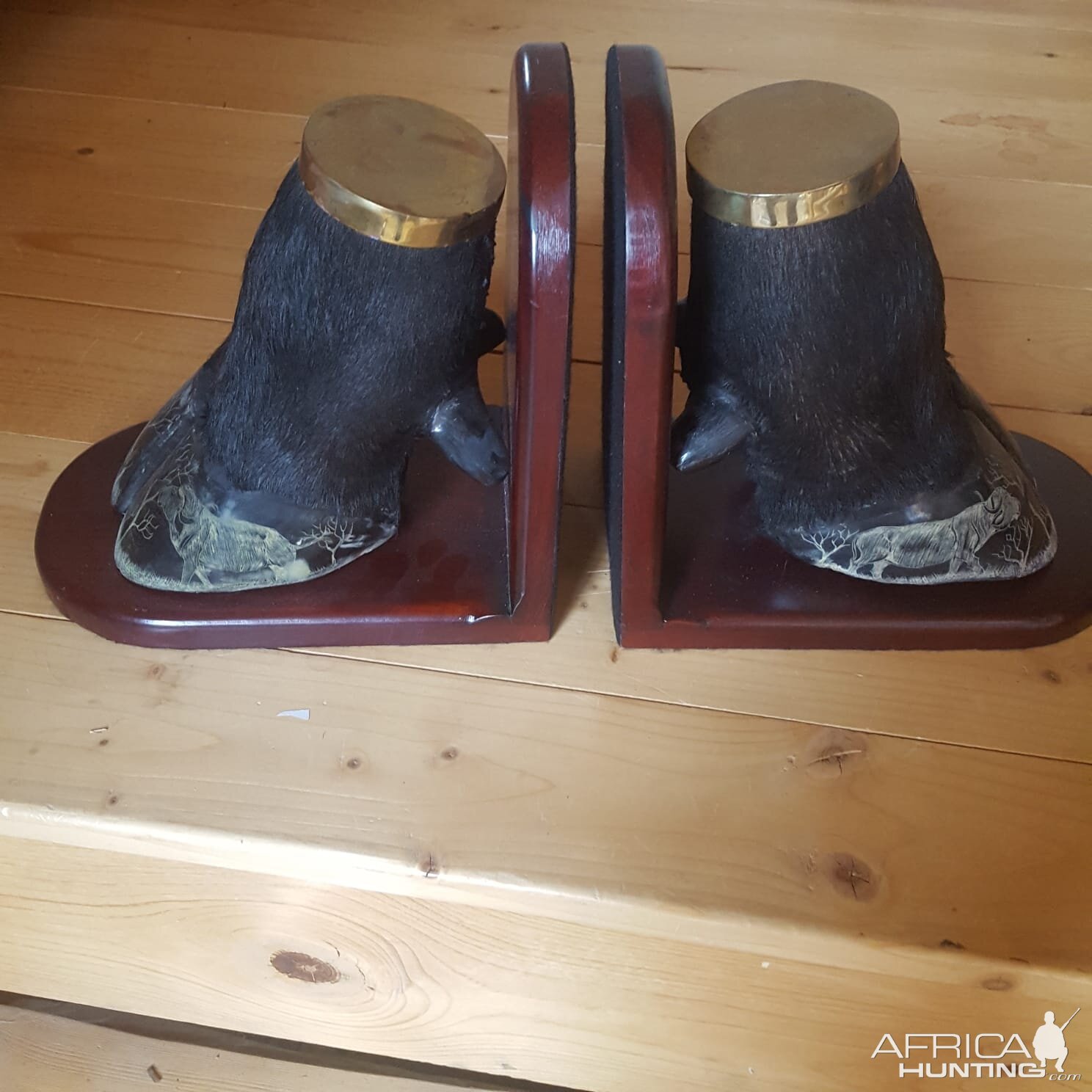 Cape Buffalo Feet Shelf Book Holders Taxidermy