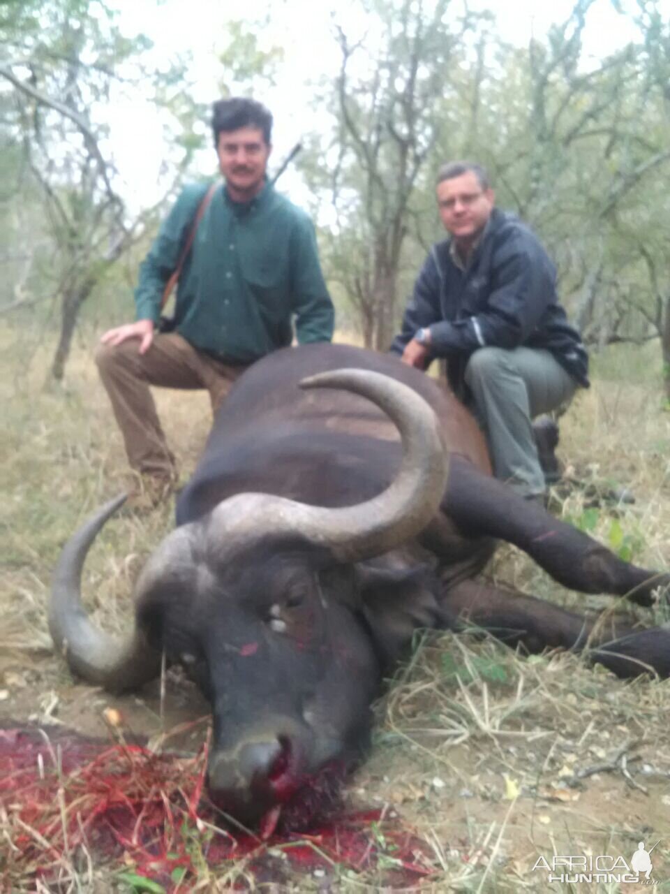 Cape Buffalo Female Hunting South Africa