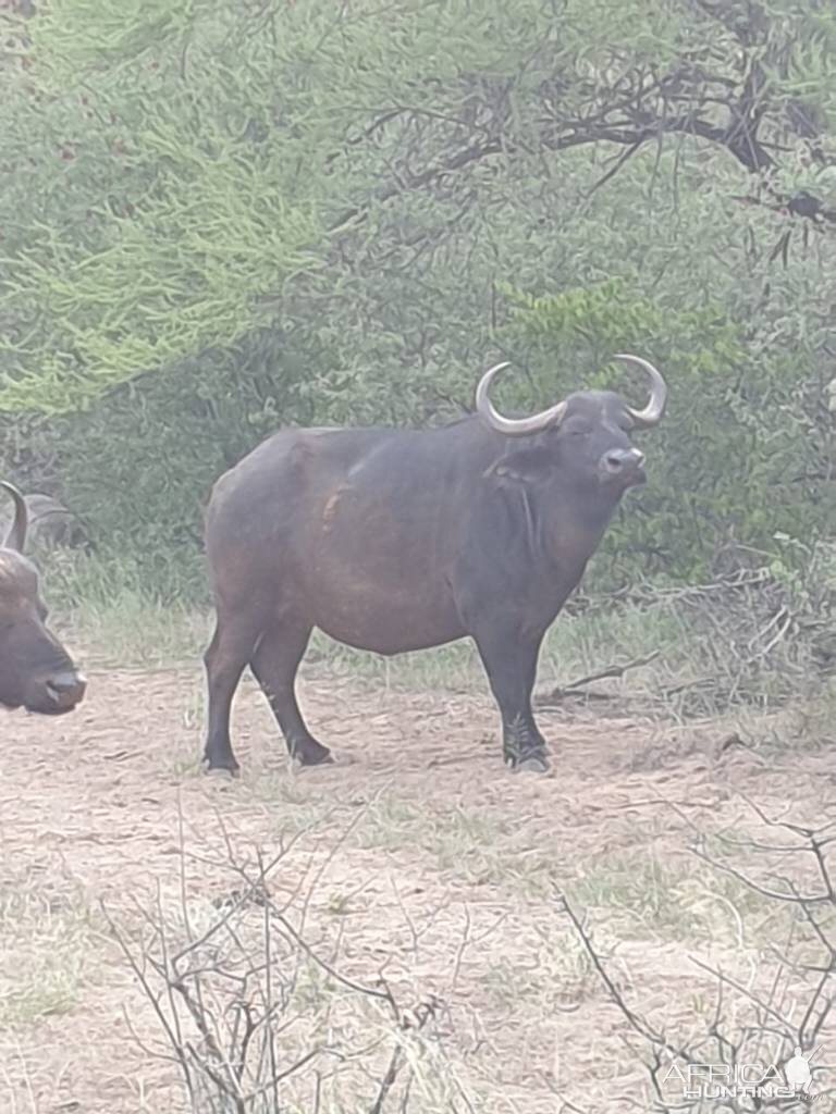 Cape Buffalo Female South Africa