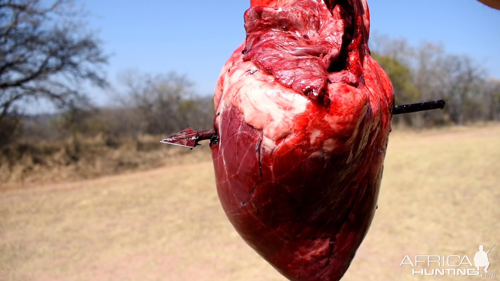 Cape Buffalo Heart Arrow Penetration