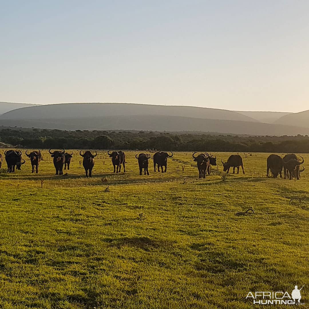 Cape Buffalo Herd South Africa