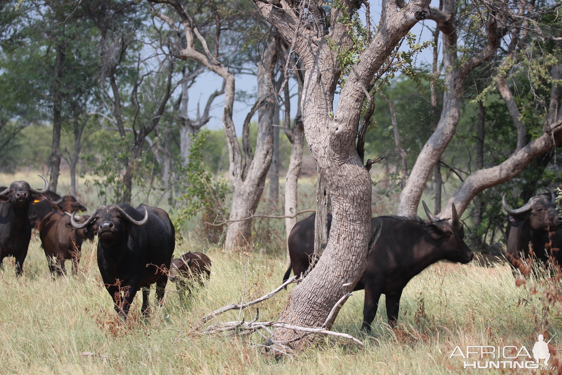 Cape Buffalo Herd South Africa