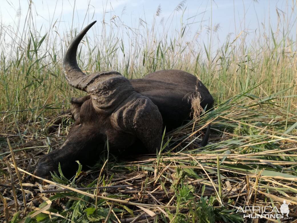 Cape Buffalo Hunt in Namibia