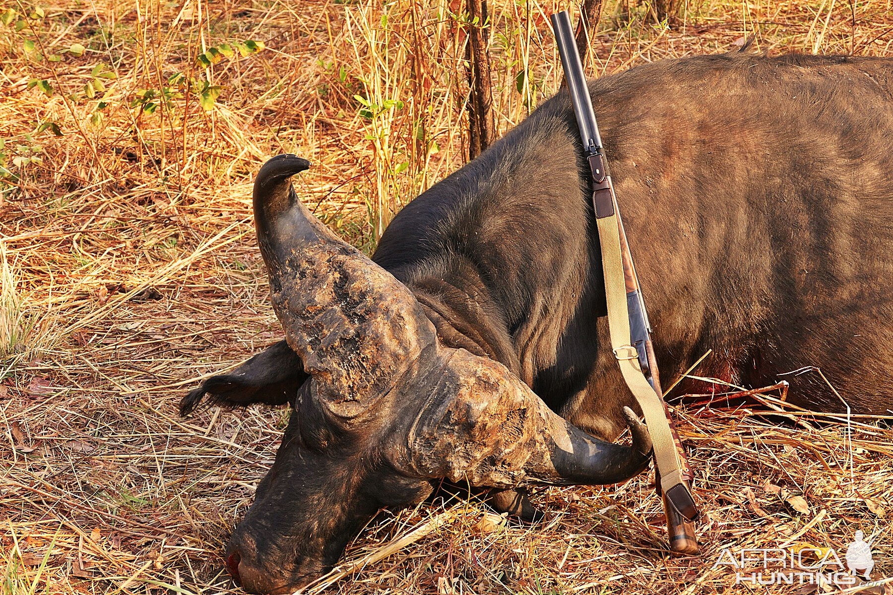 Cape Buffalo Hunt in Zambia