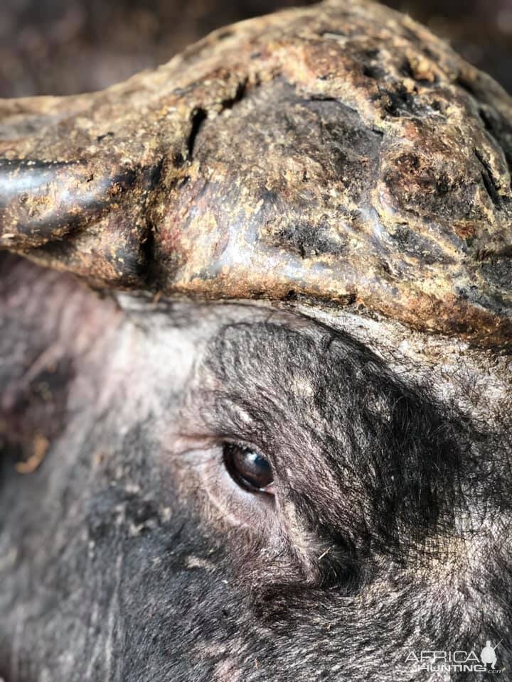 Cape Buffalo Hunt in Zambia