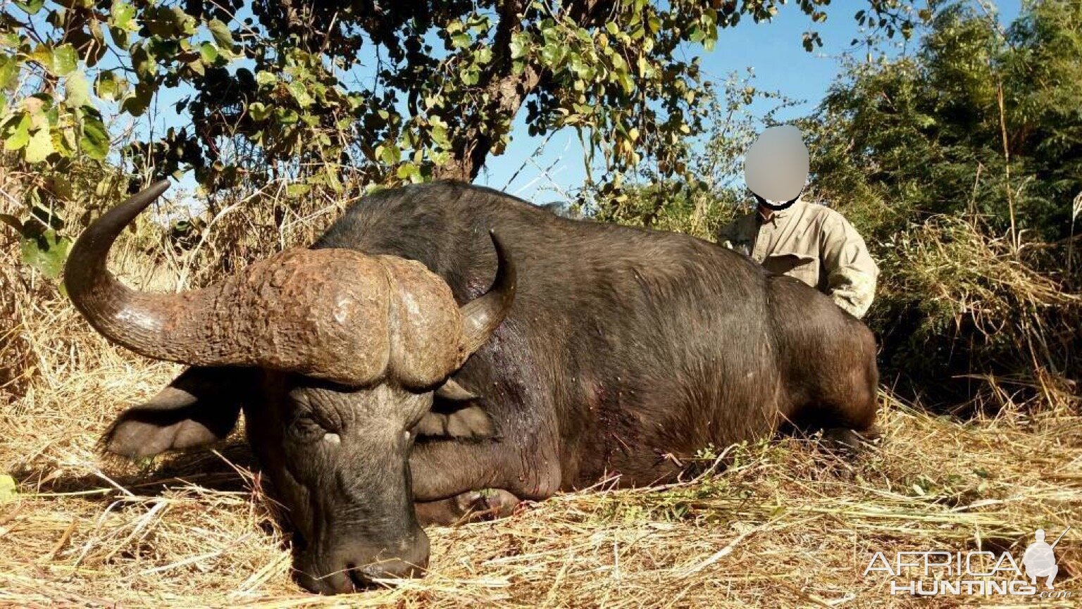 Cape Buffalo Hunt Matetsi Zimbabwe