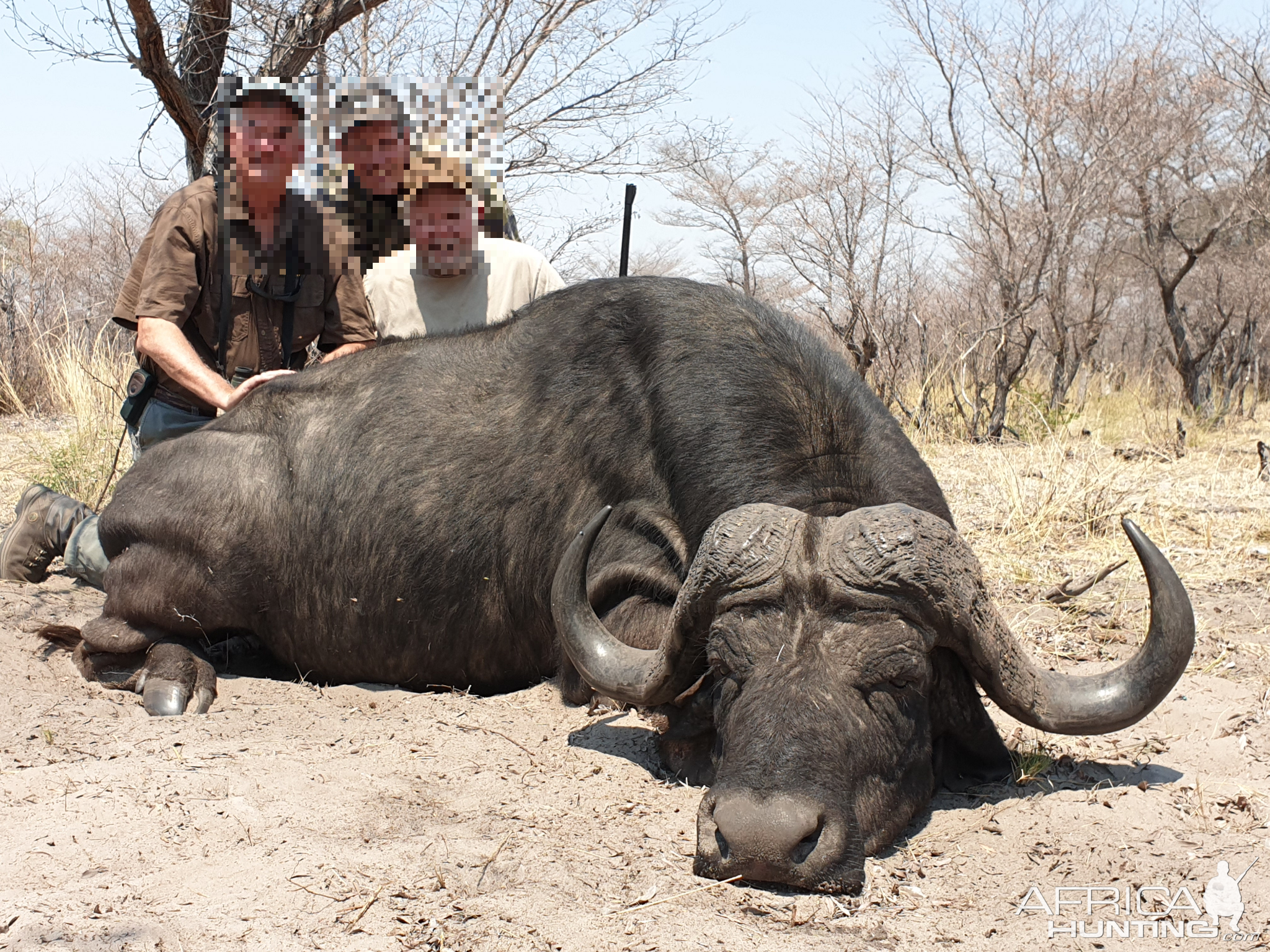 Cape Buffalo Hunt Namibia