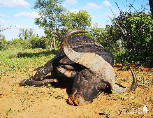 Cape Buffalo Hunt South Africa