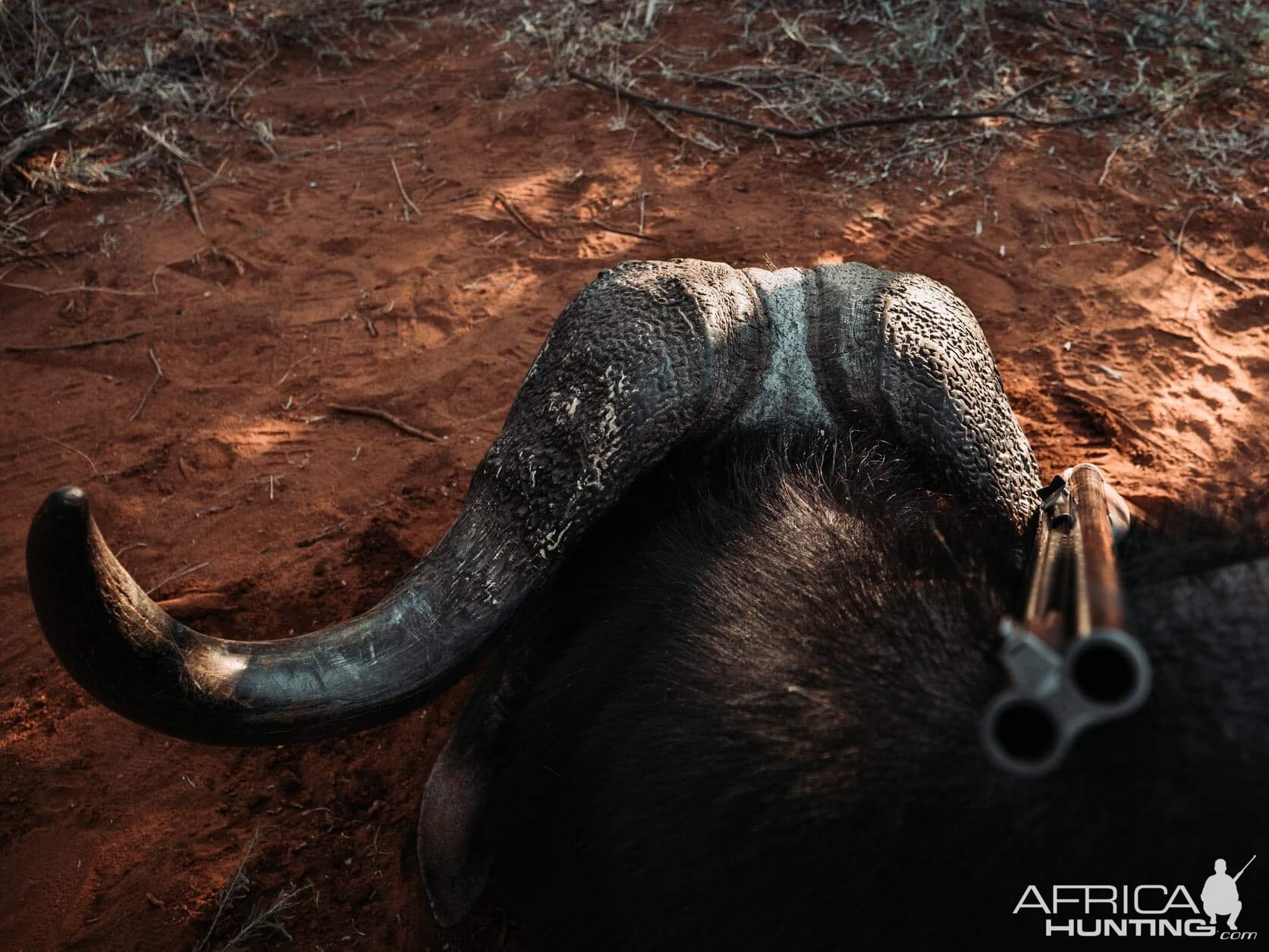 Cape Buffalo Hunt South Africa